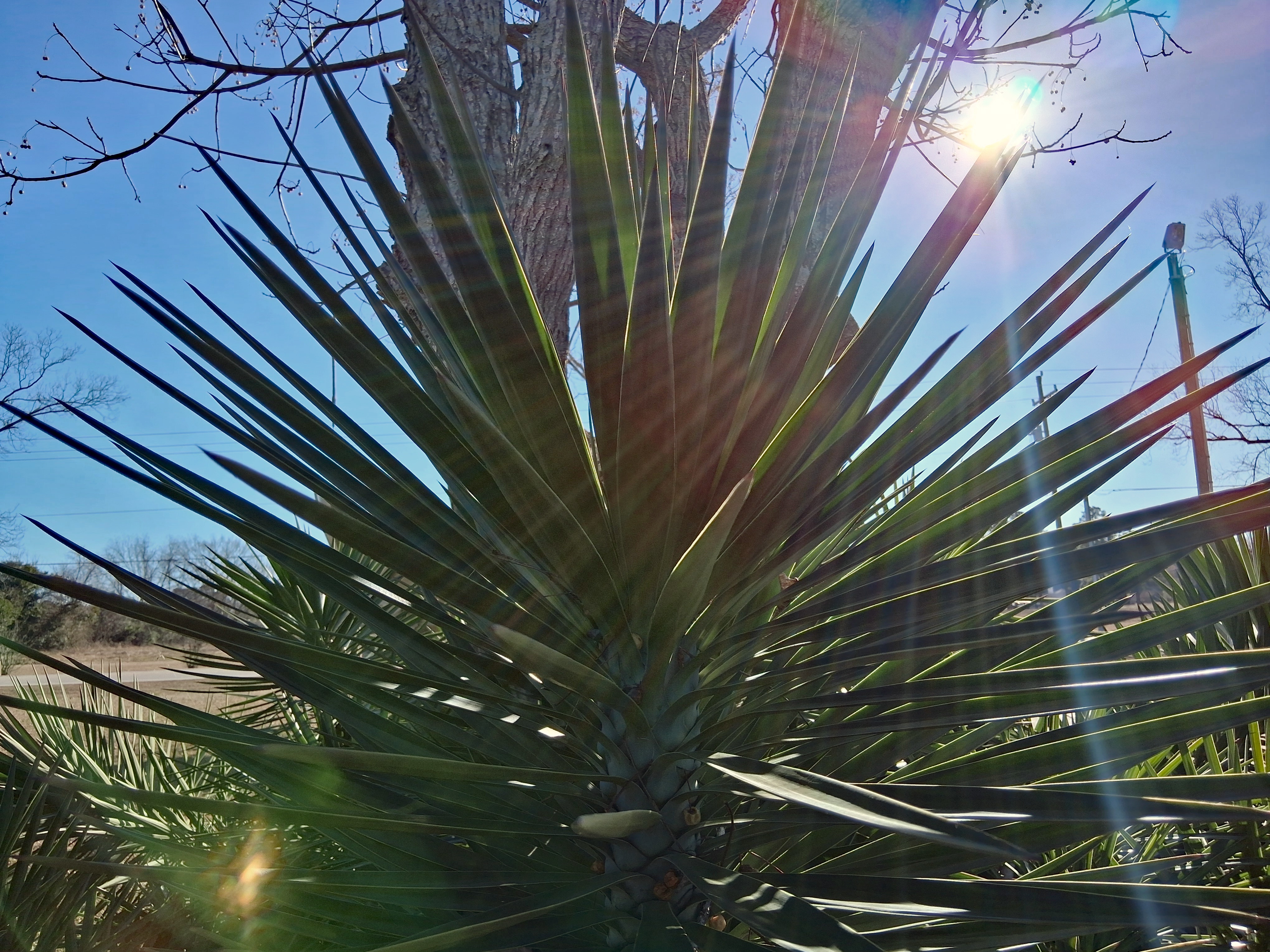 Meet the Yucca Plant: Nature's Quirky Wonder