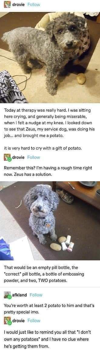 We Truly Don't Deserve Dogs: Zeus is the Ultimate Good Boy!