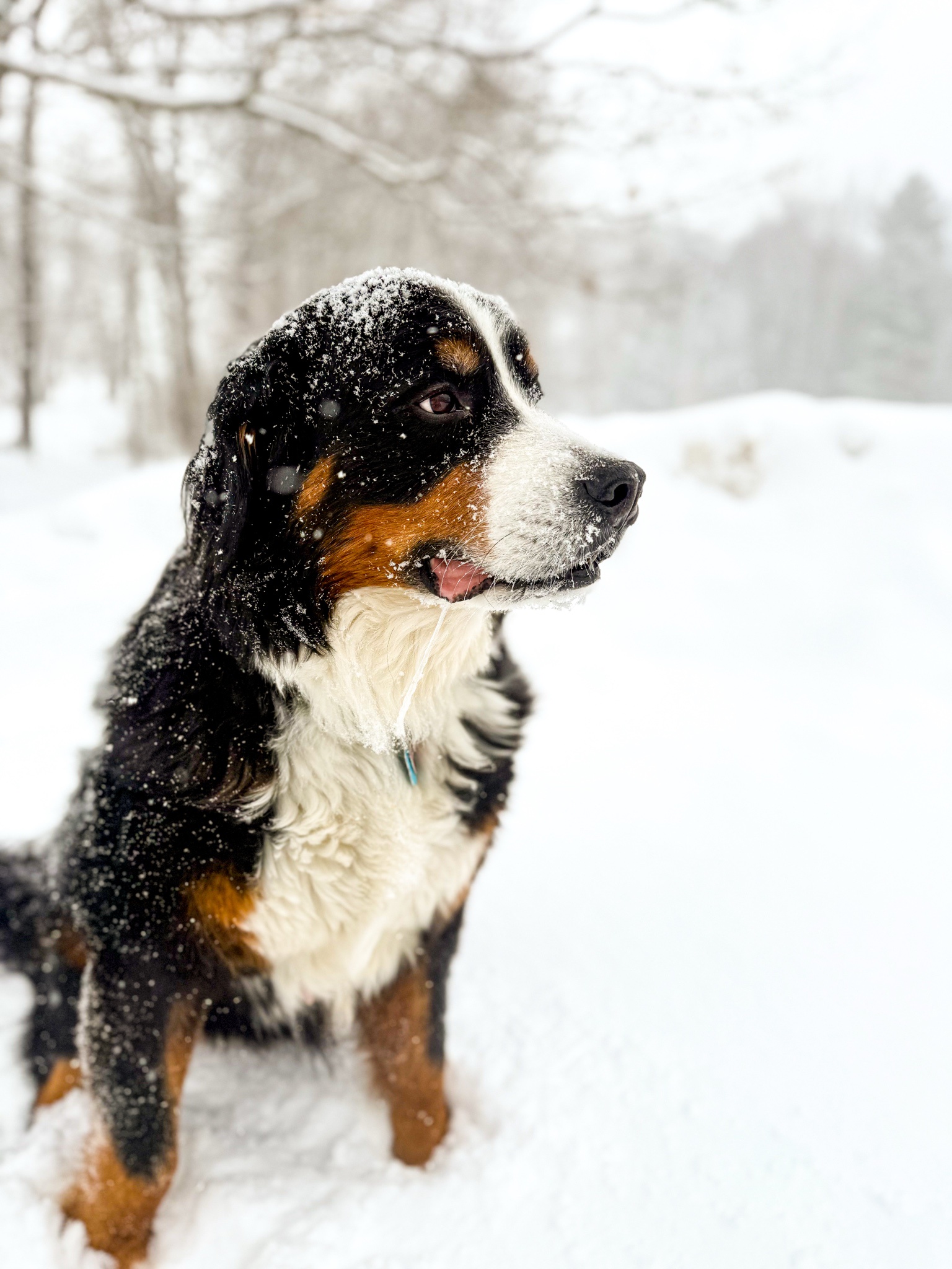 Adorable Boys Enjoying the Snowy Wonderland!