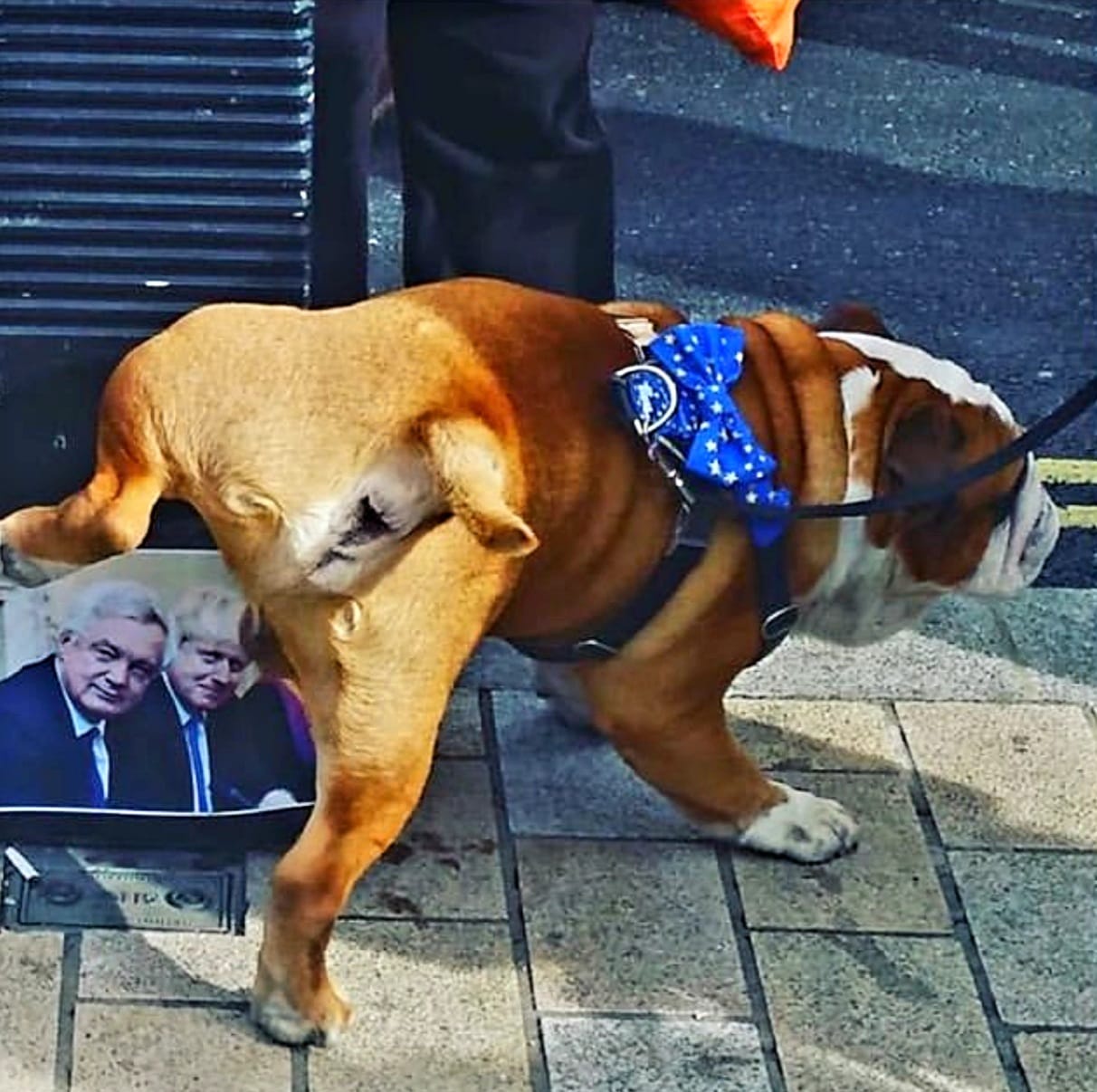 Meet Chunky: The Legendary Bulldog Caught in a Candid Moment