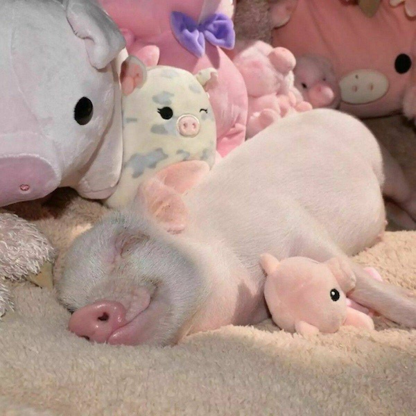 Joyful Piglet Spreading Happiness