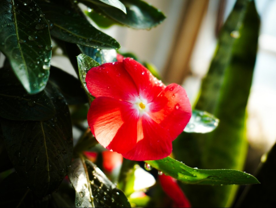 Nature's Beauty: A Stunning Flower
