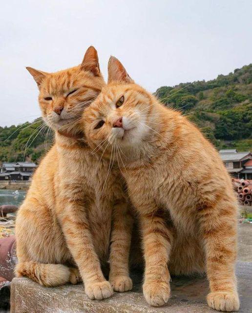 Two Orange Bros Sharing Their Single Brain Cell