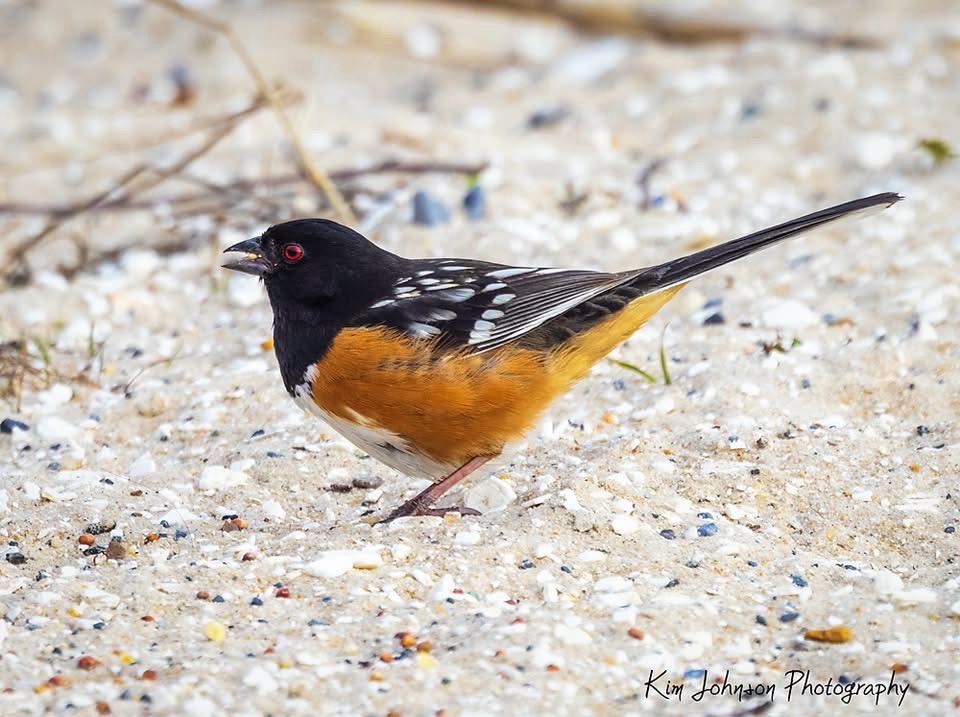 Meet the Spotted Towhee: Nature's little gem!