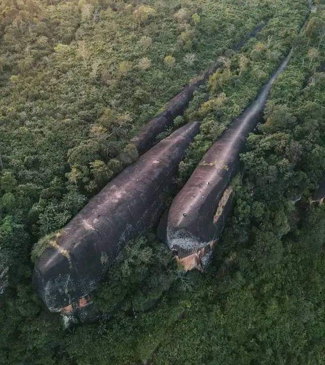 The Legendary Trio of Whales
