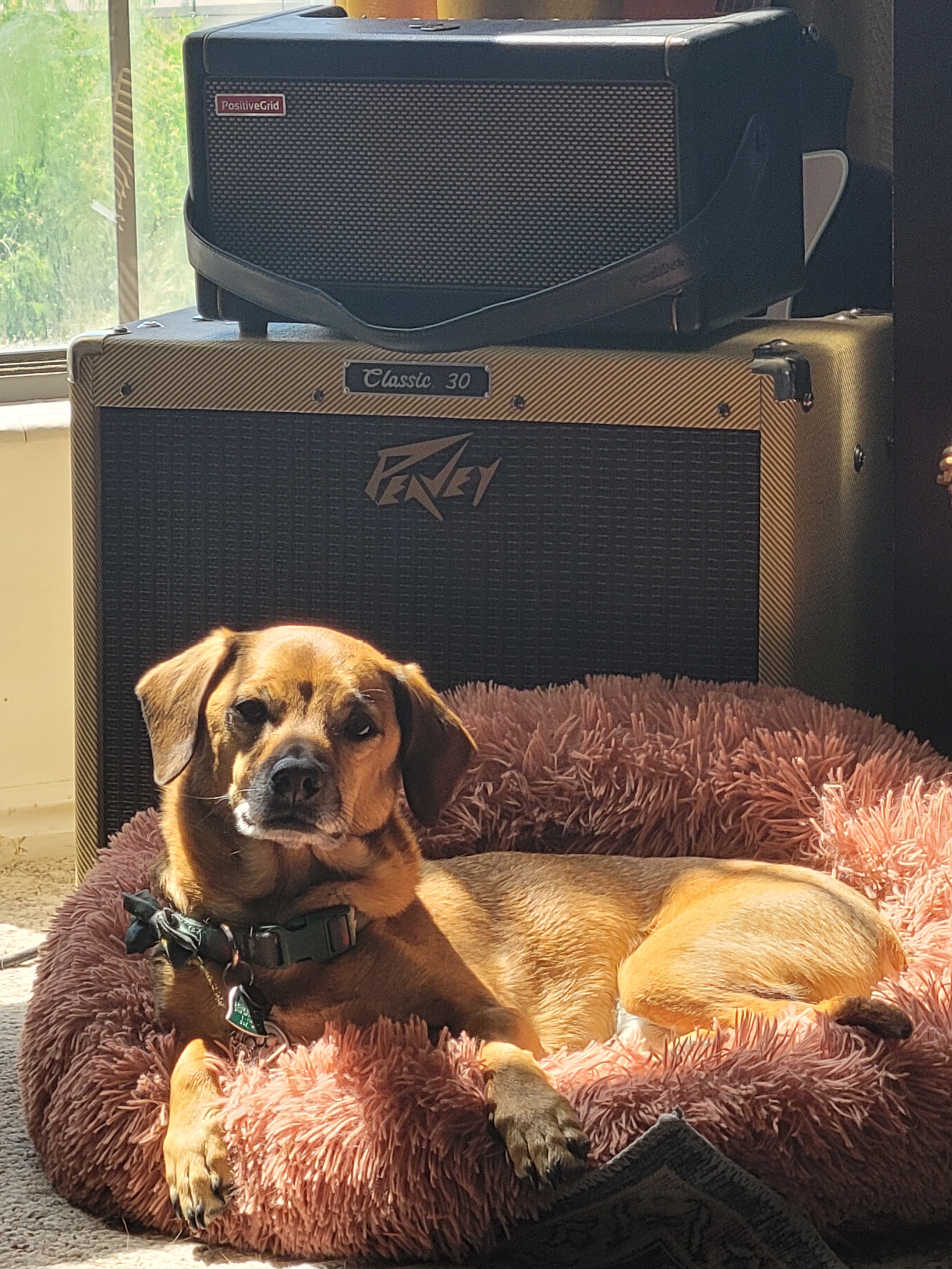 Meet the Rocky Mountain Trash Hound: Nature's Recycler
