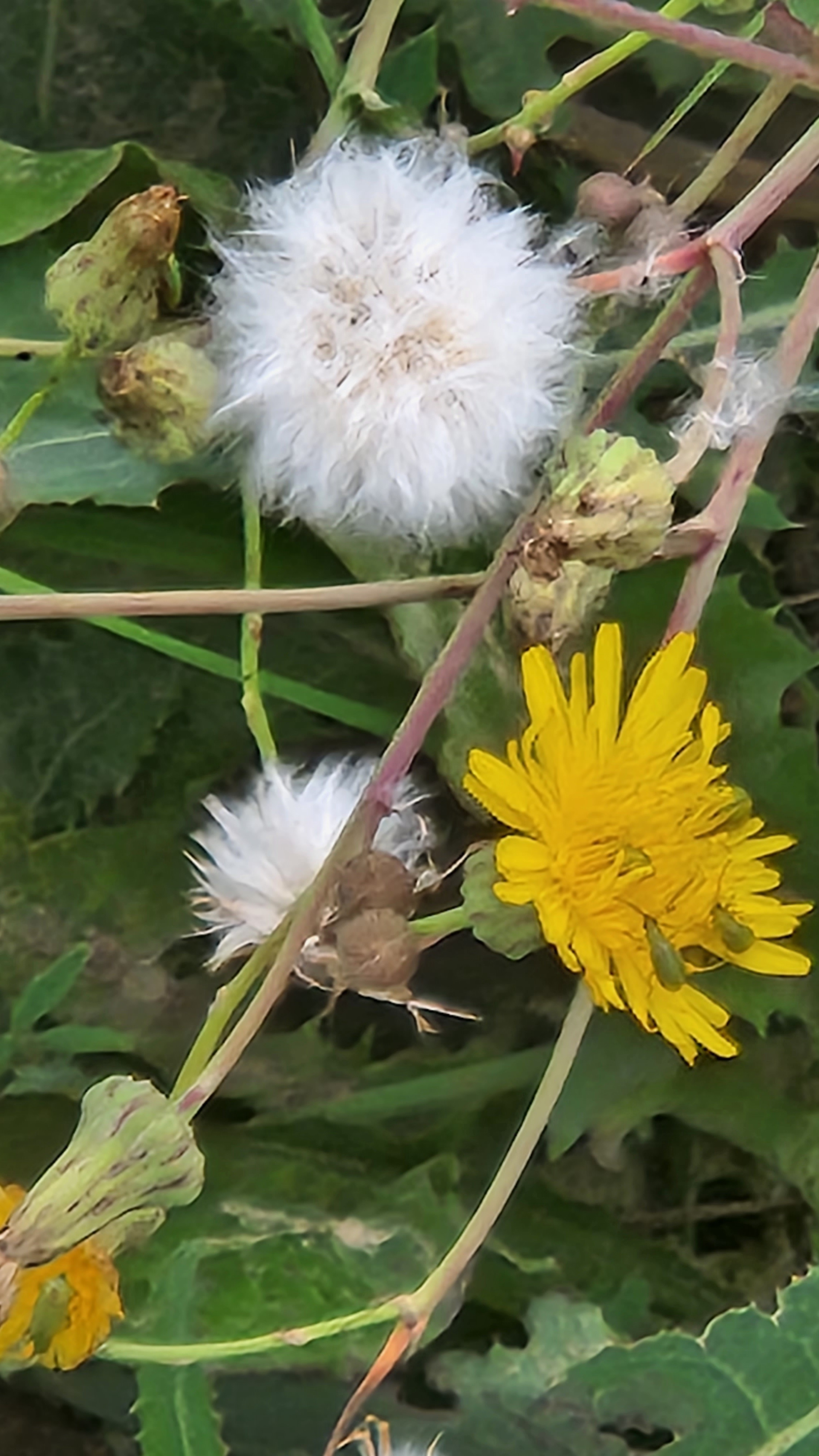 Beauty in the Unlikely: Some Pretty Weeds