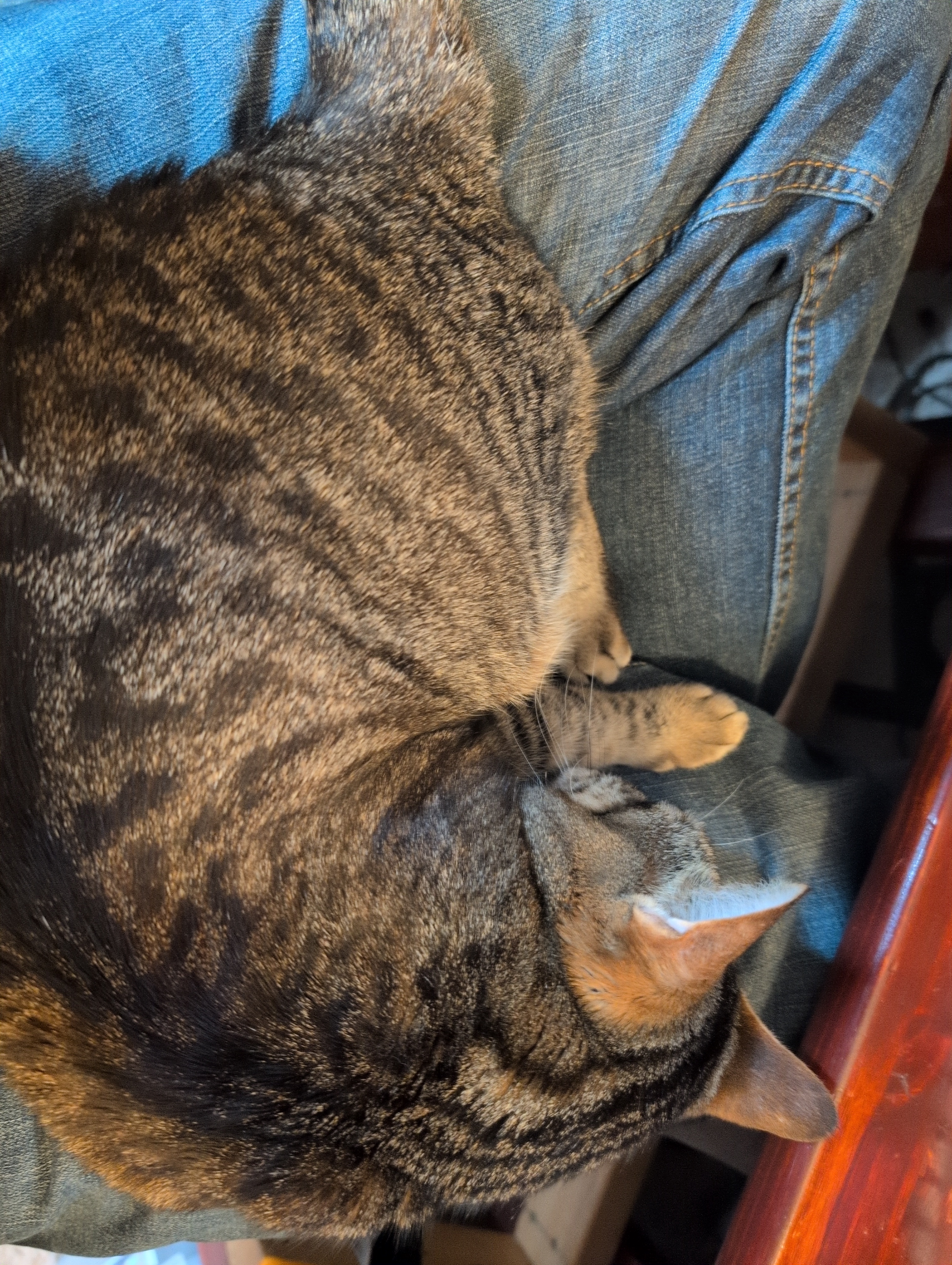 Kitties and Cookies: The Perfect Combo