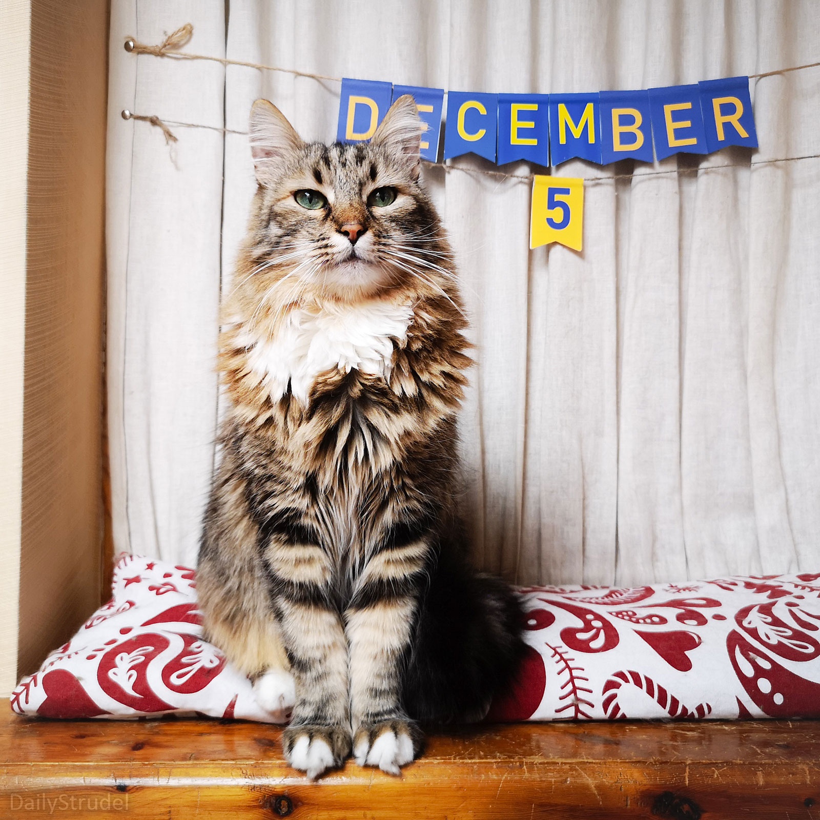 Mark Your Calendars: It's December 5th!