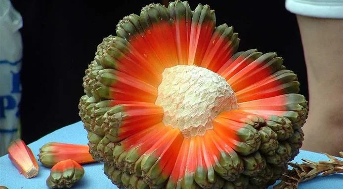 Meet the Hala Fruit: It Looks Like an Exploding Planet and Tastes Like Sugarcane!