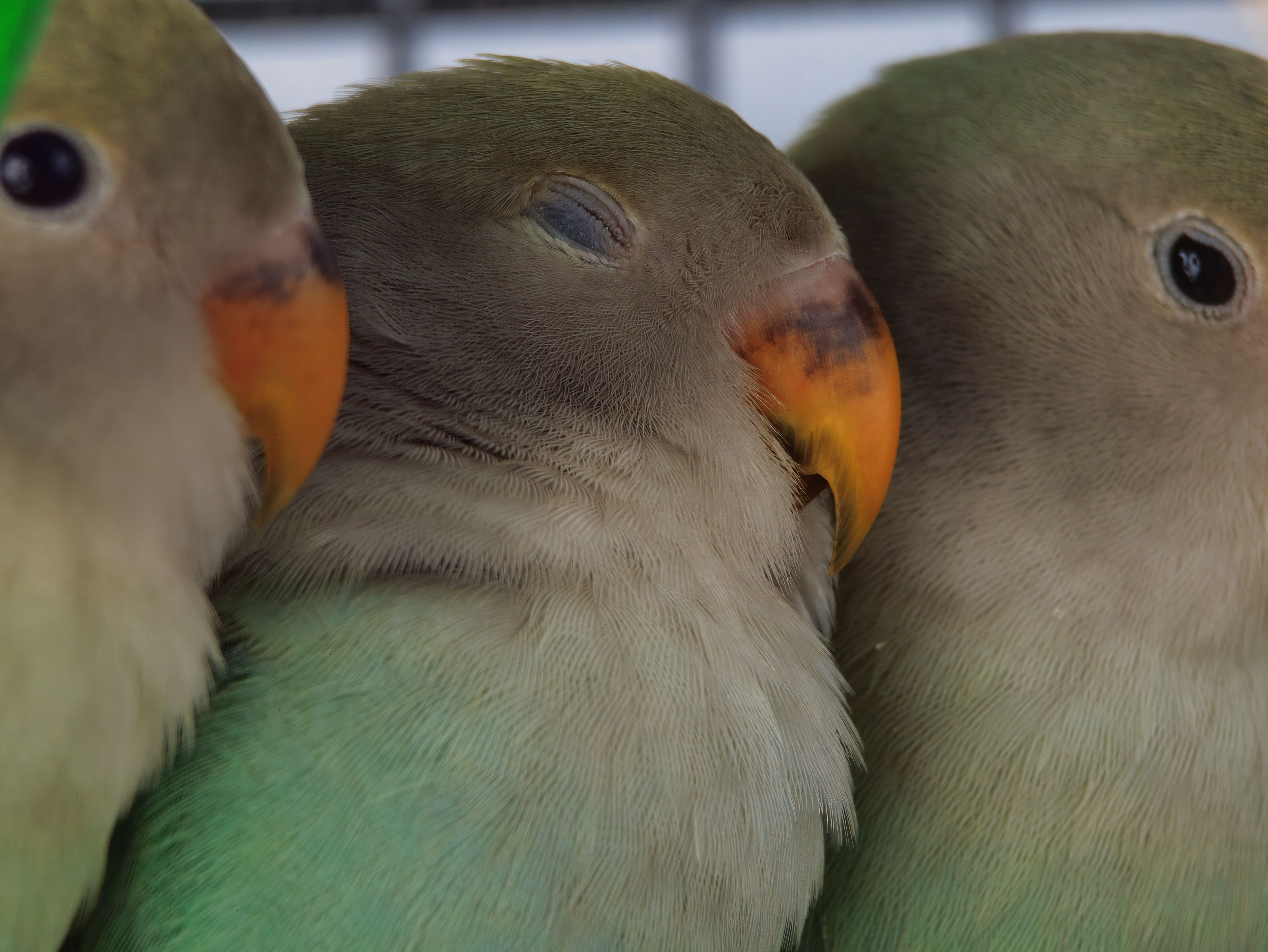 Capturing the beauty of birds with G95, studio flash, and speedlite.