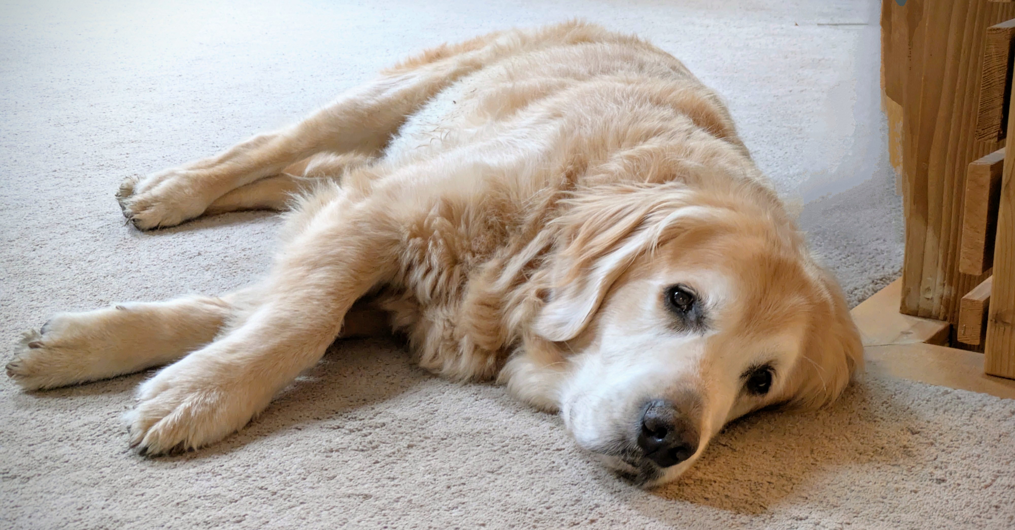 Cooper's Adorable Carpet Adventure