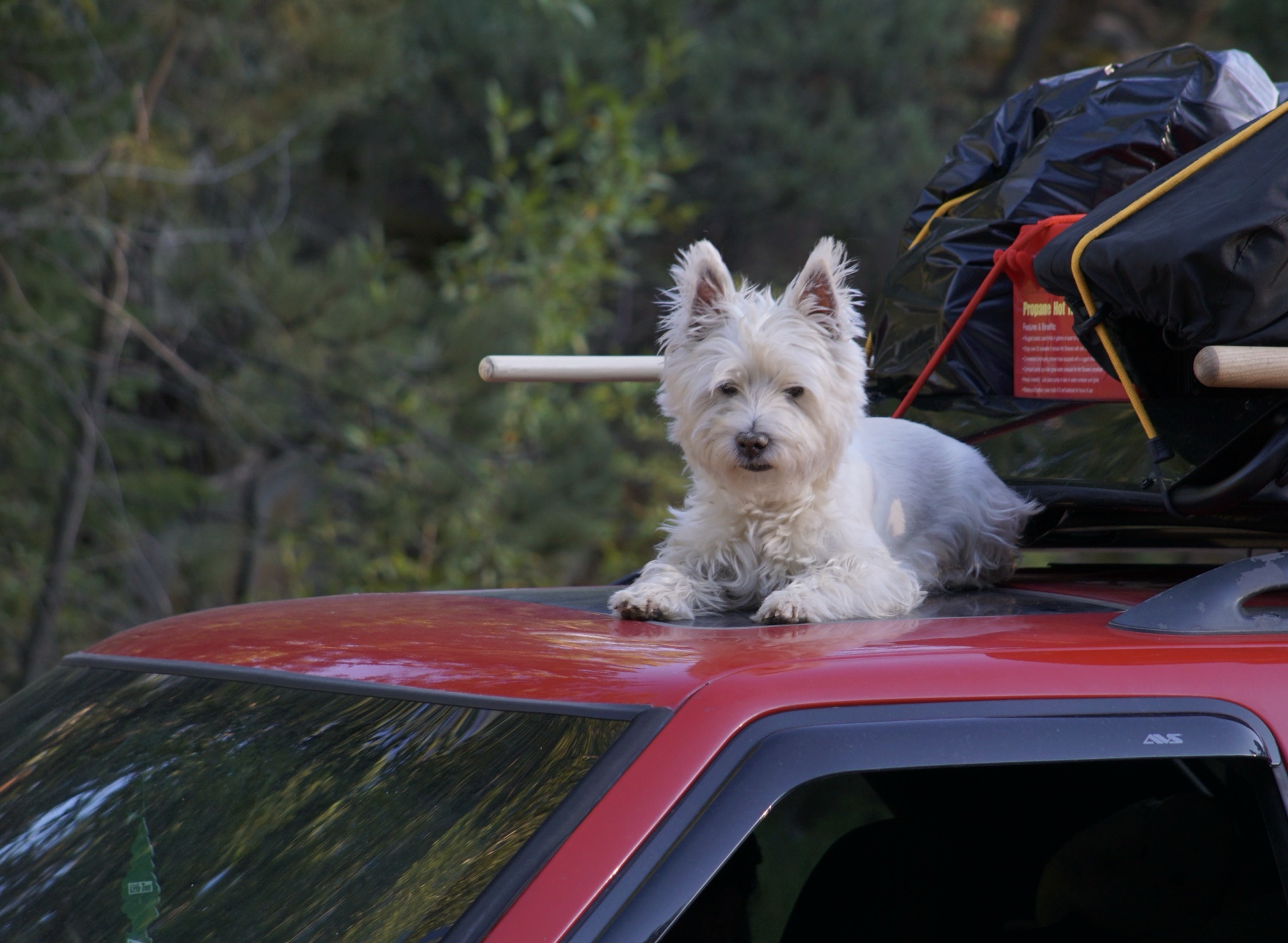 From Lil Blazer to Jeep Girl: A Transformation Journey