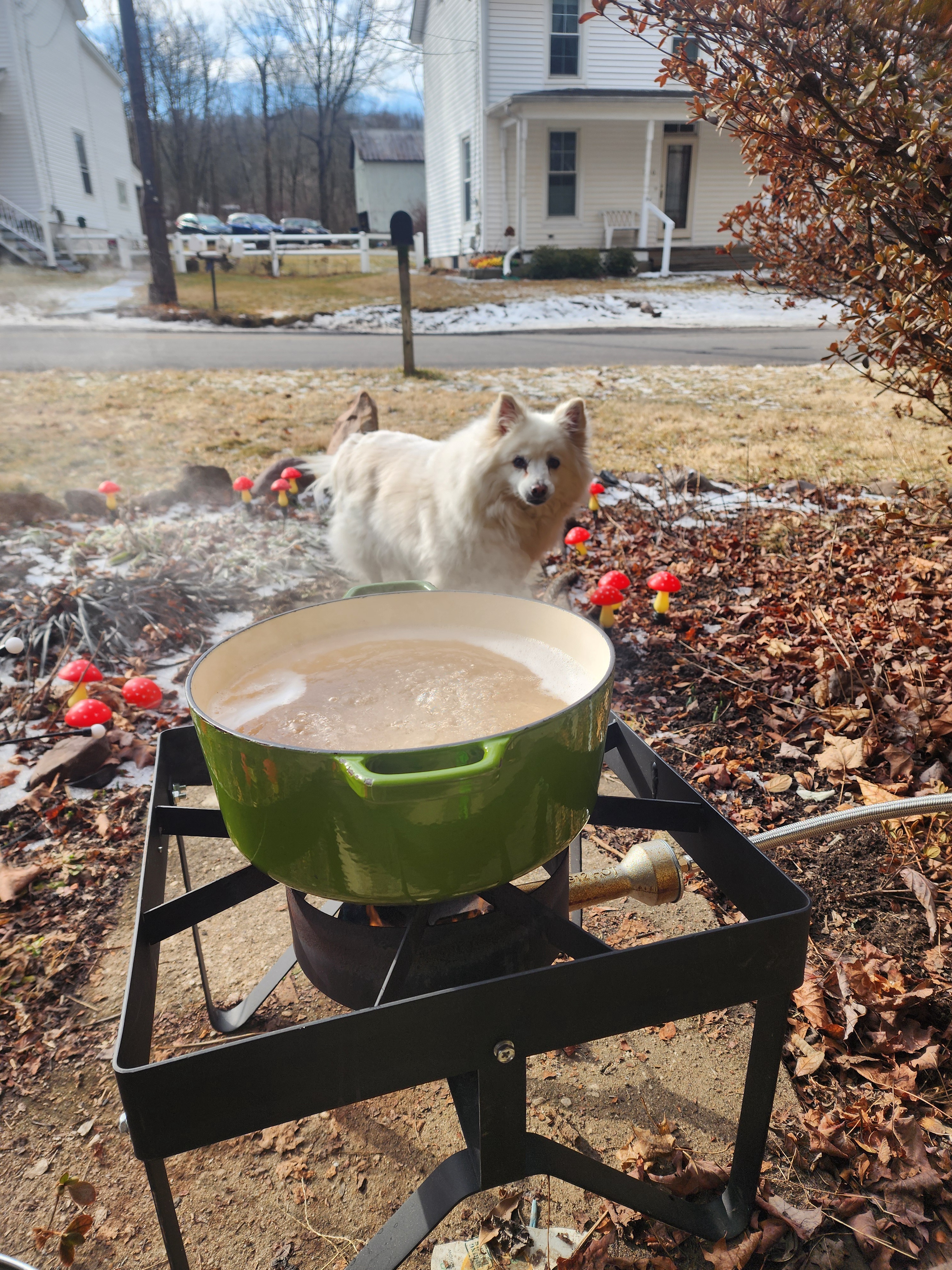 It's that time of year for maple sugaring!