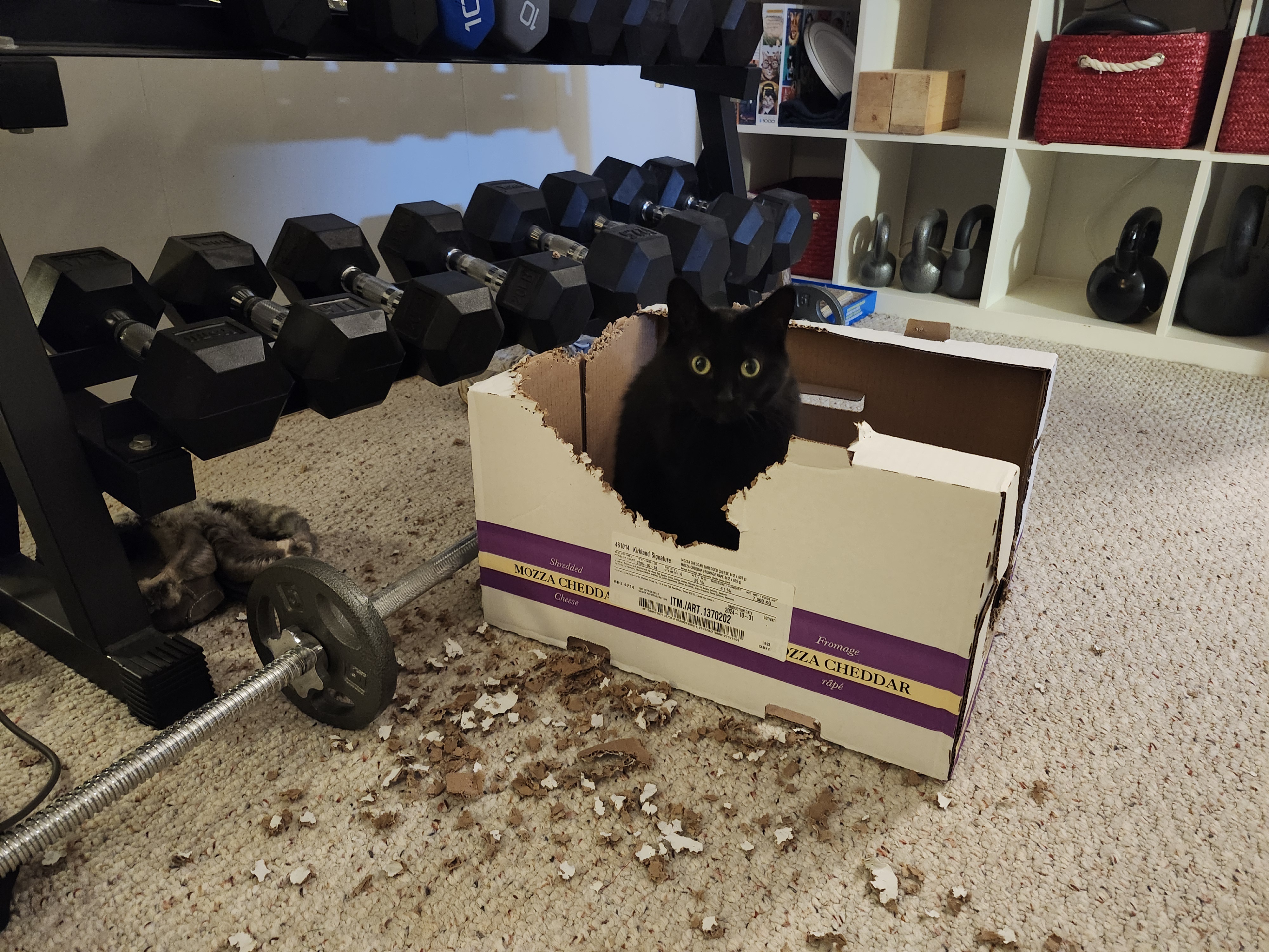 Sweating it Out: My Cat and I Get Real in Our Home Gym