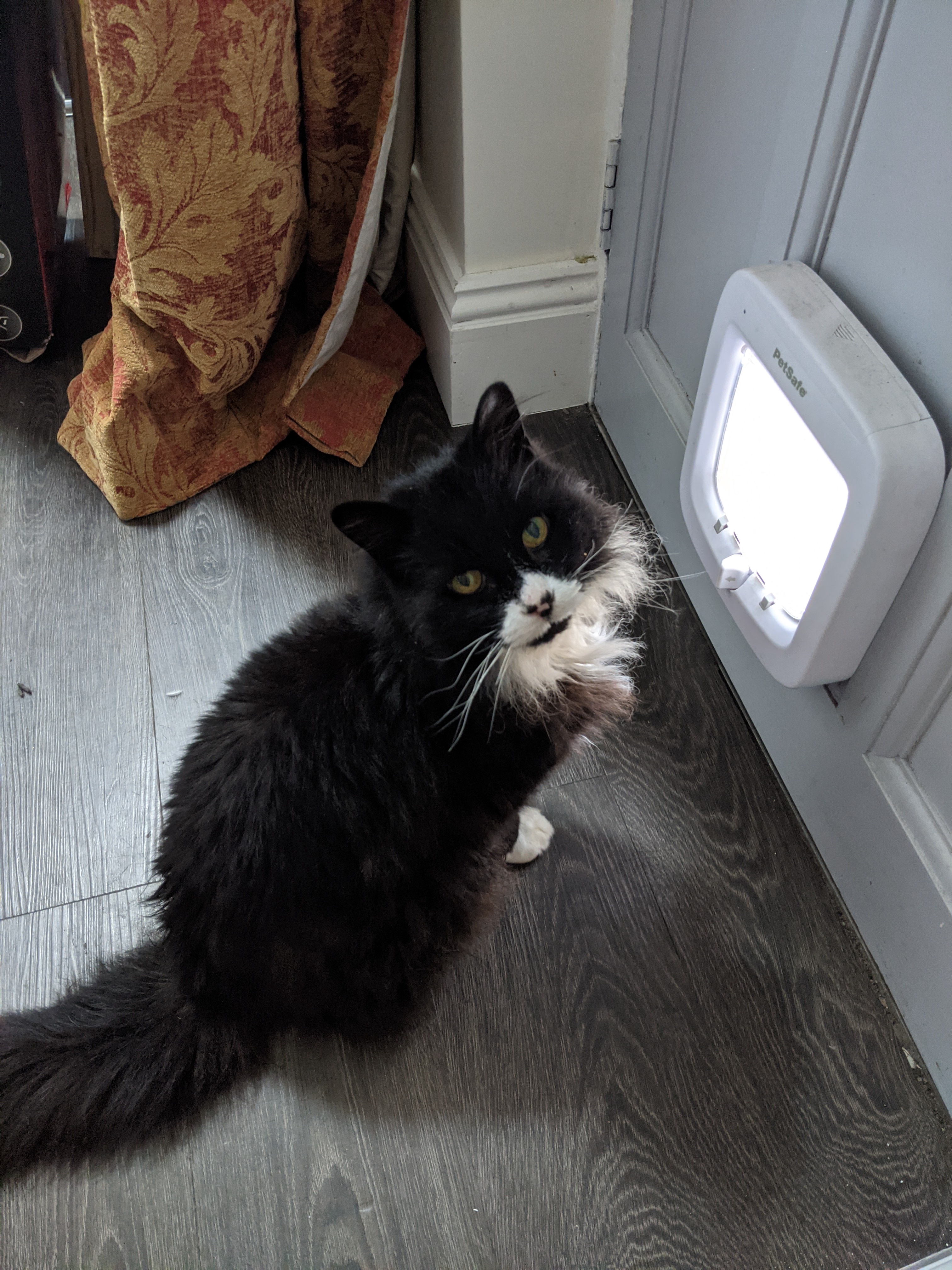 Meet Wolfie, the star of the show