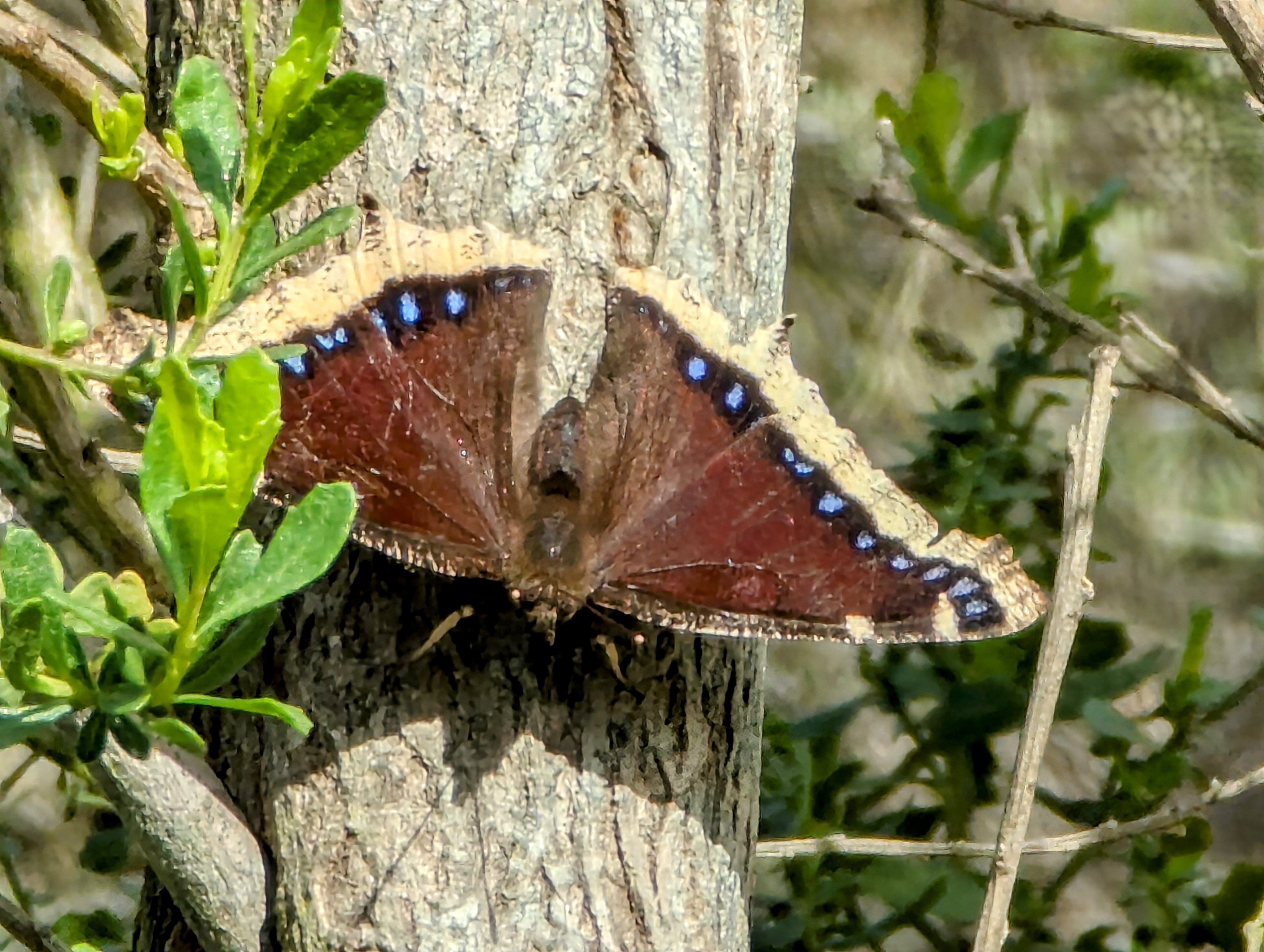 Exploring Upper Newport Bay Ecological Preserve in February 2025