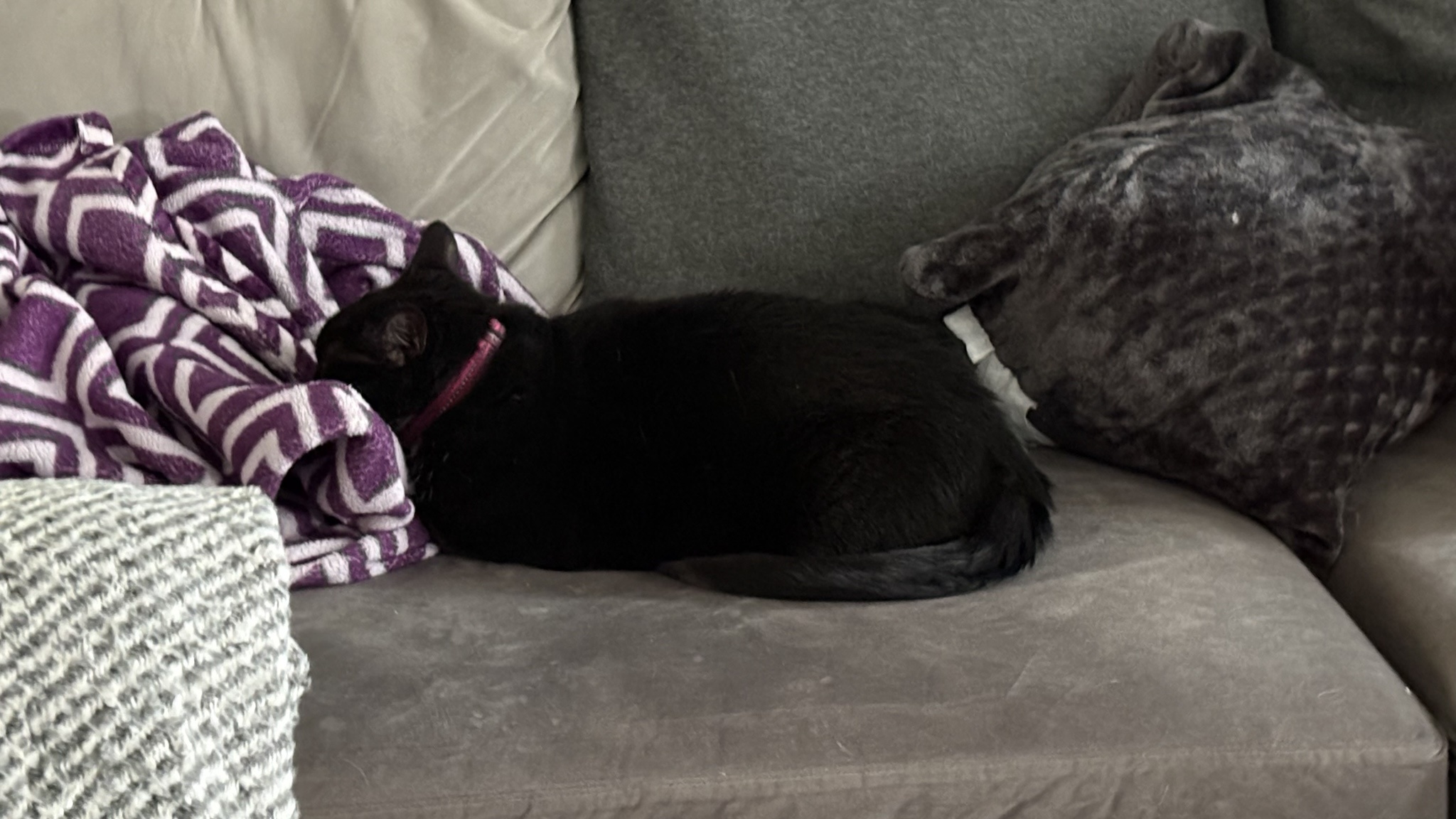 Sushi really despises Mondays!