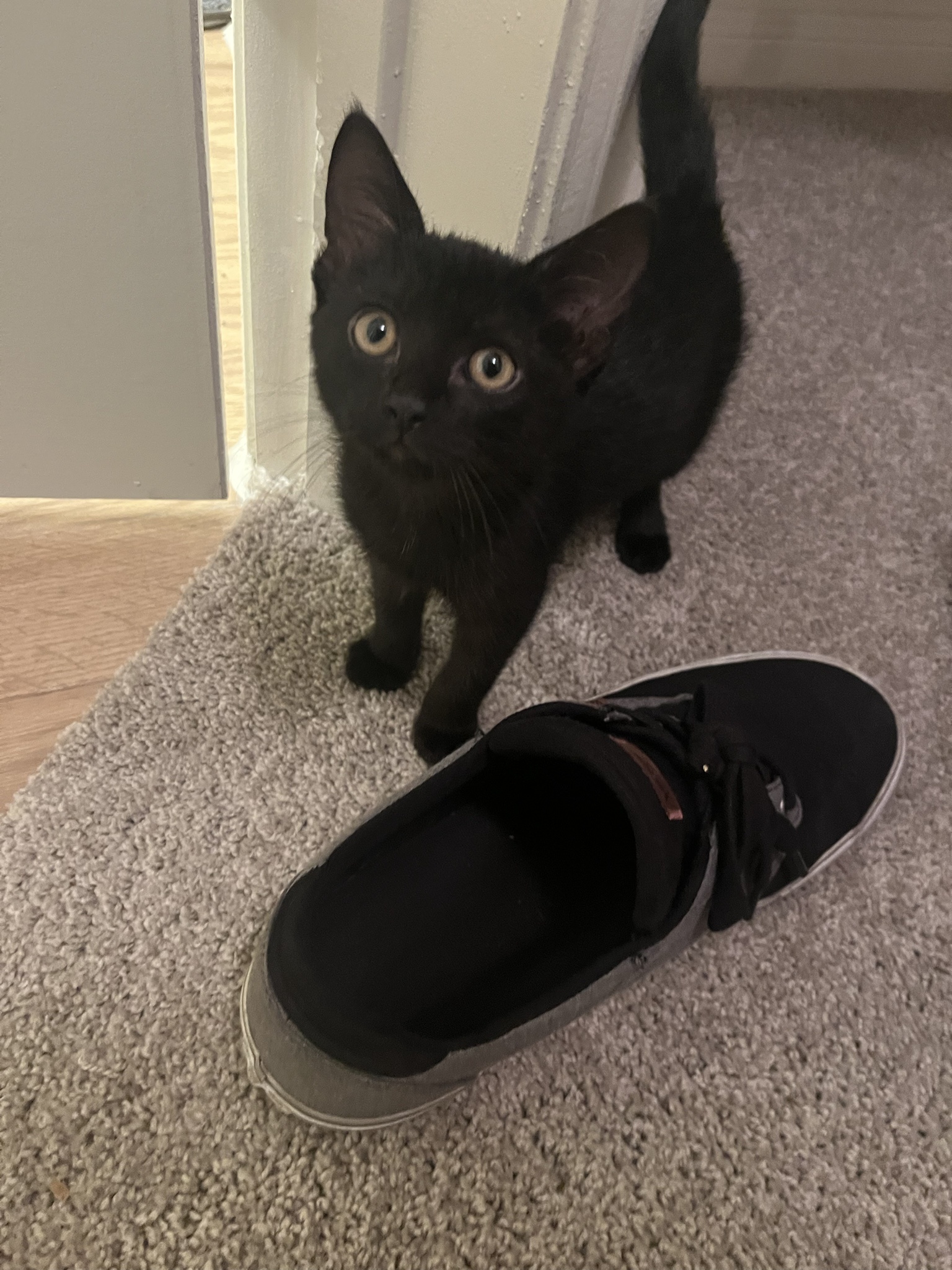 Meet Elmer, the star of the show.