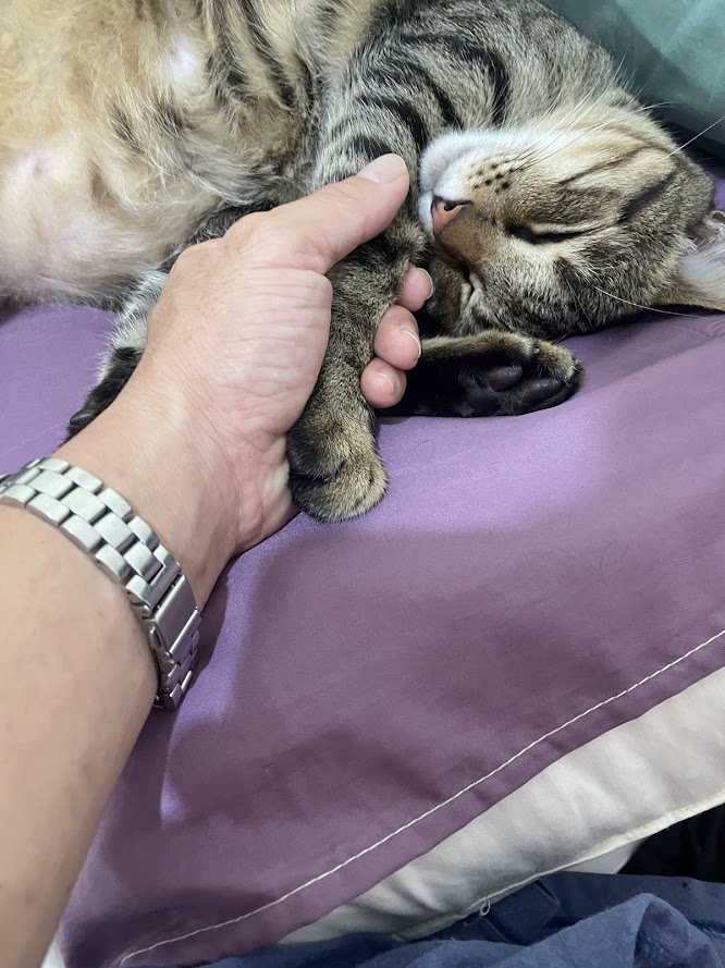 Adorable Cat Cuteness Overload