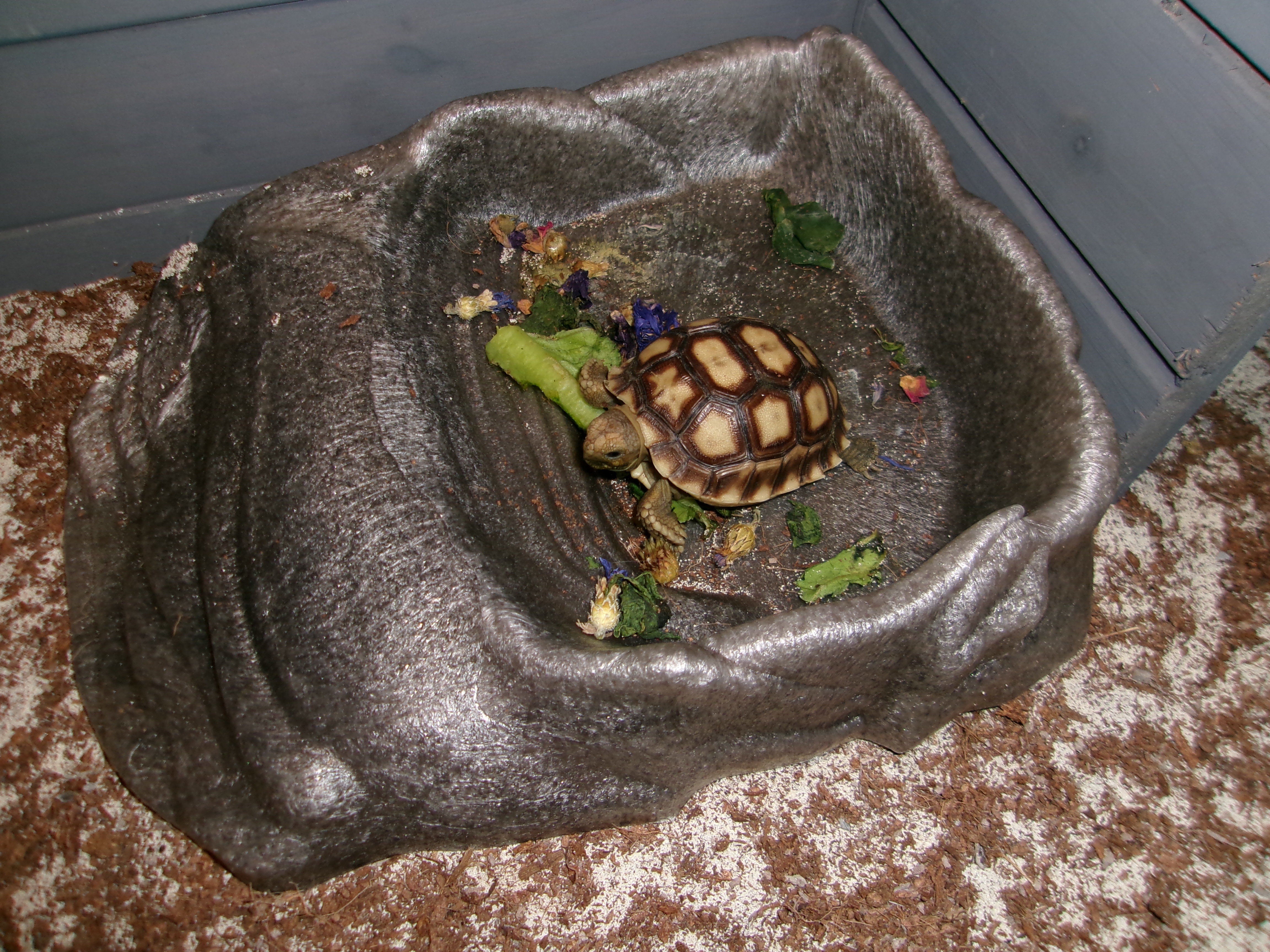 Meet Batty, My Adorable Tortoise
