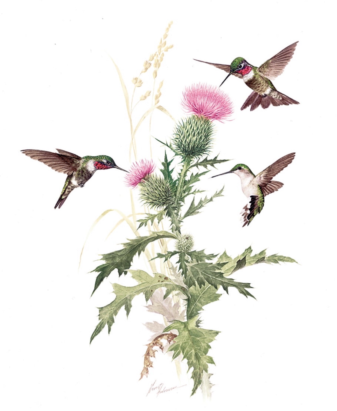 Marvel at the beauty of scarlet throat hummingbirds
