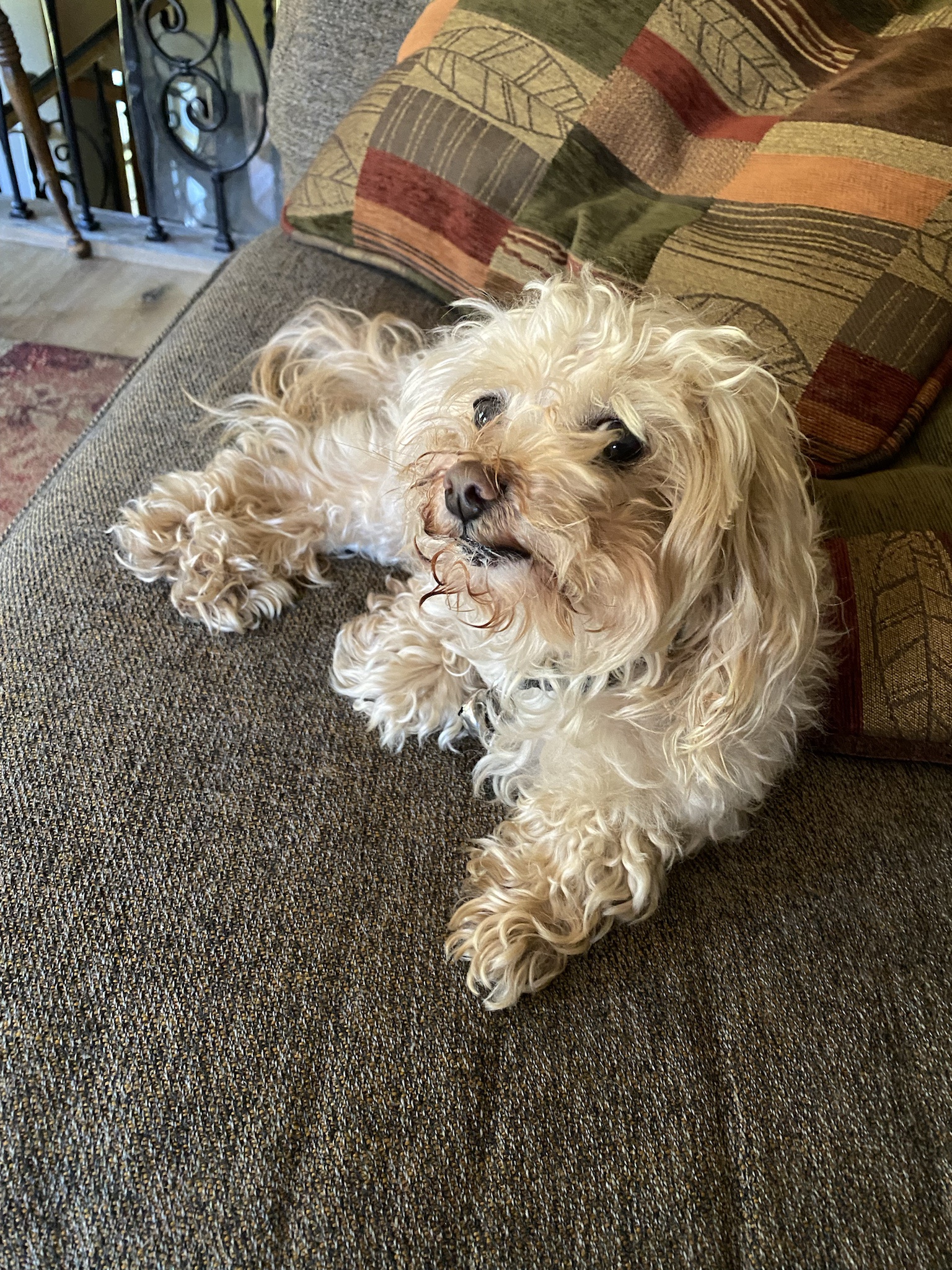 Just a Dog: The Purest Joy