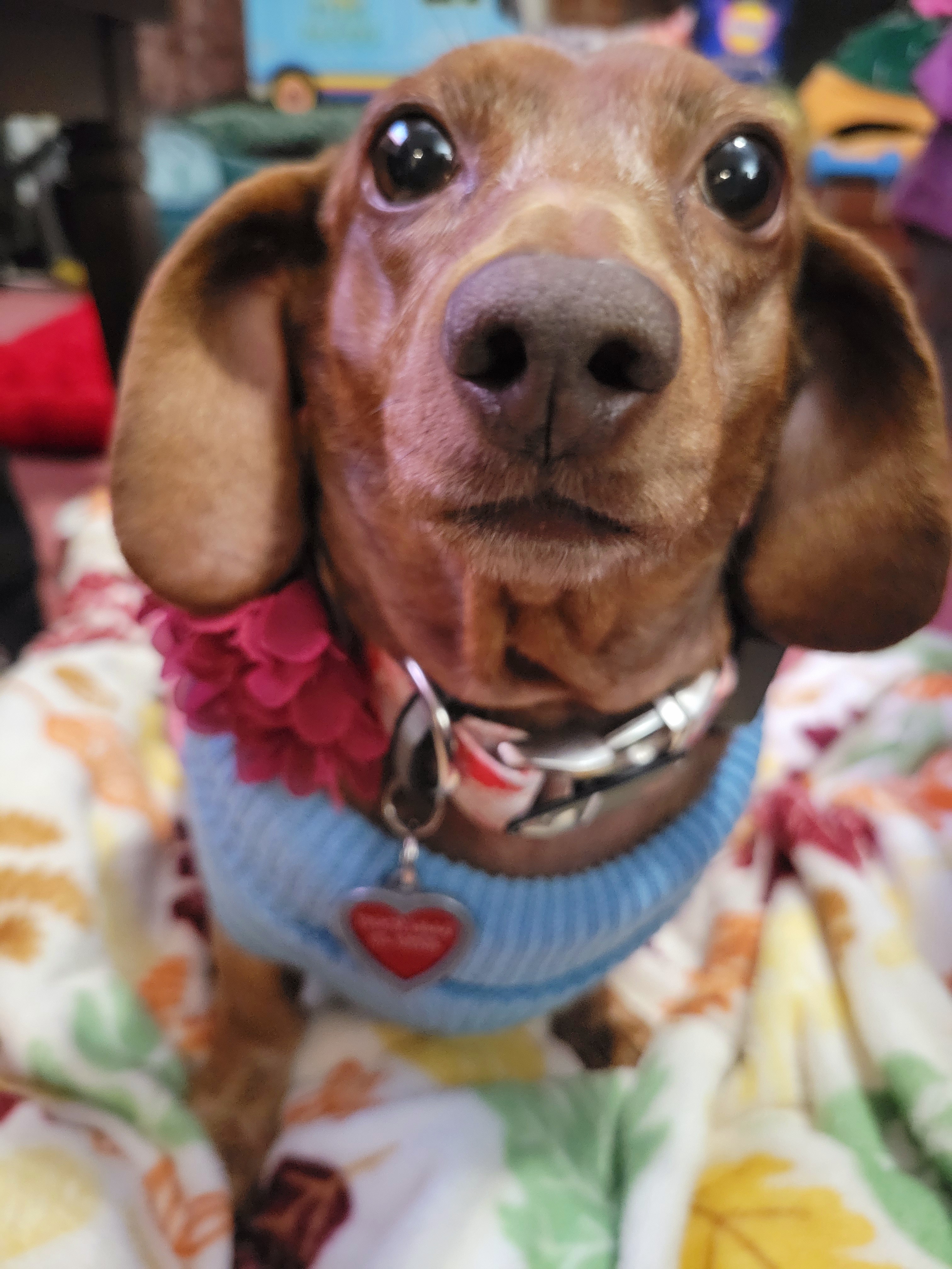 Meet My Adorable Pup, Tiger Lilly #685