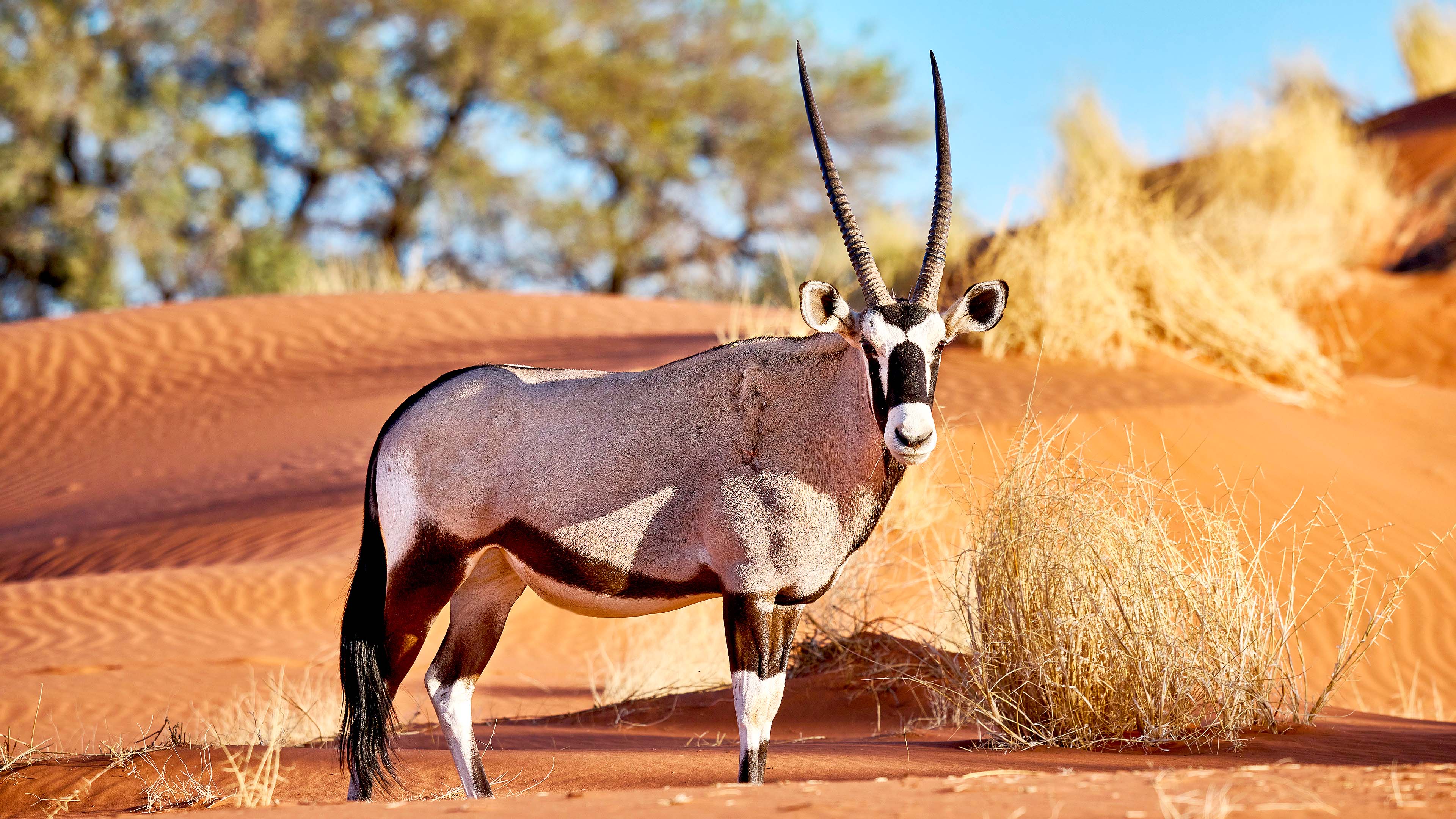 Nature's Marvels: Gemsboks Are Truly Amazing