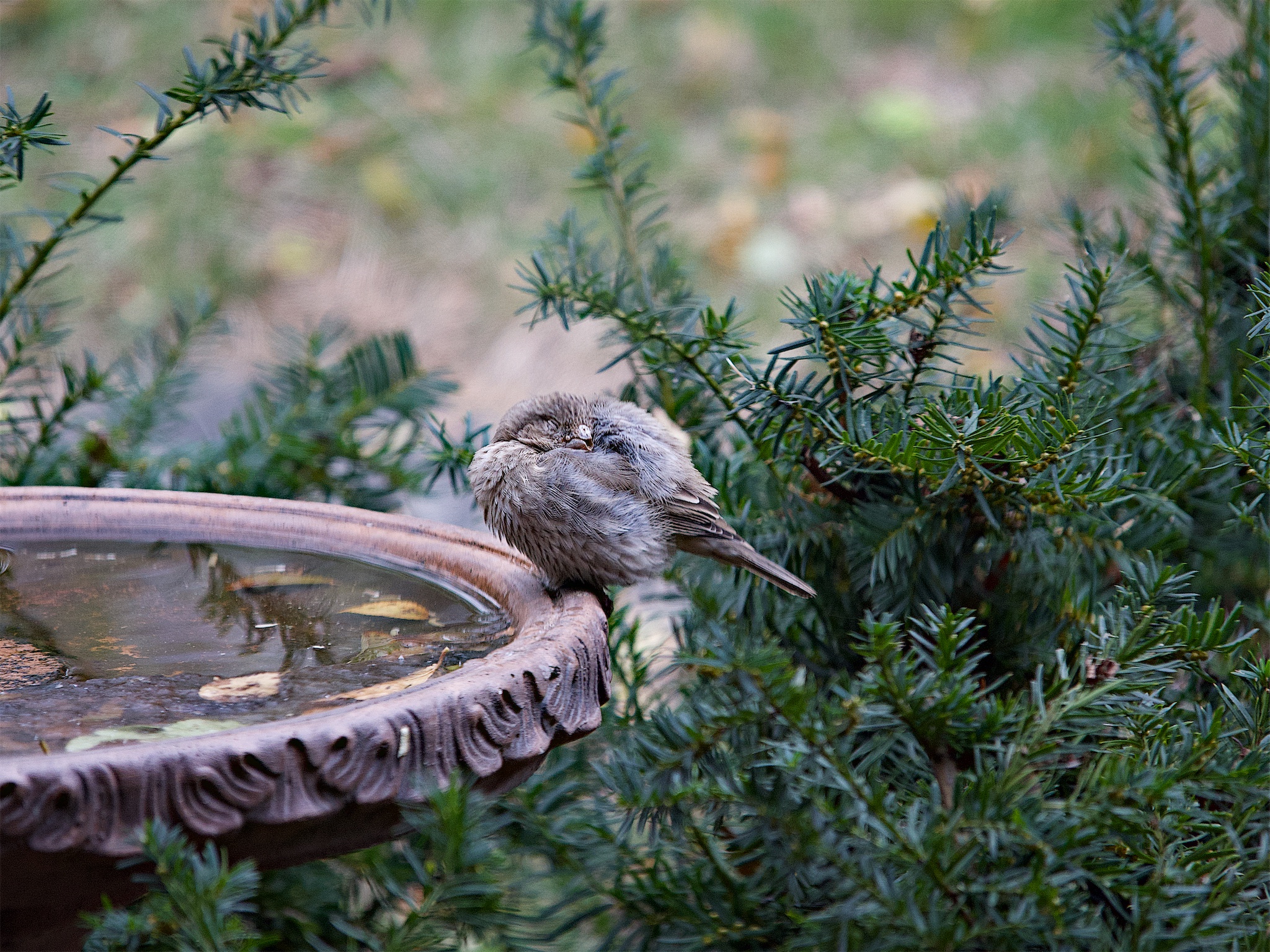 The Serene Beauty of a Winter Waterhole