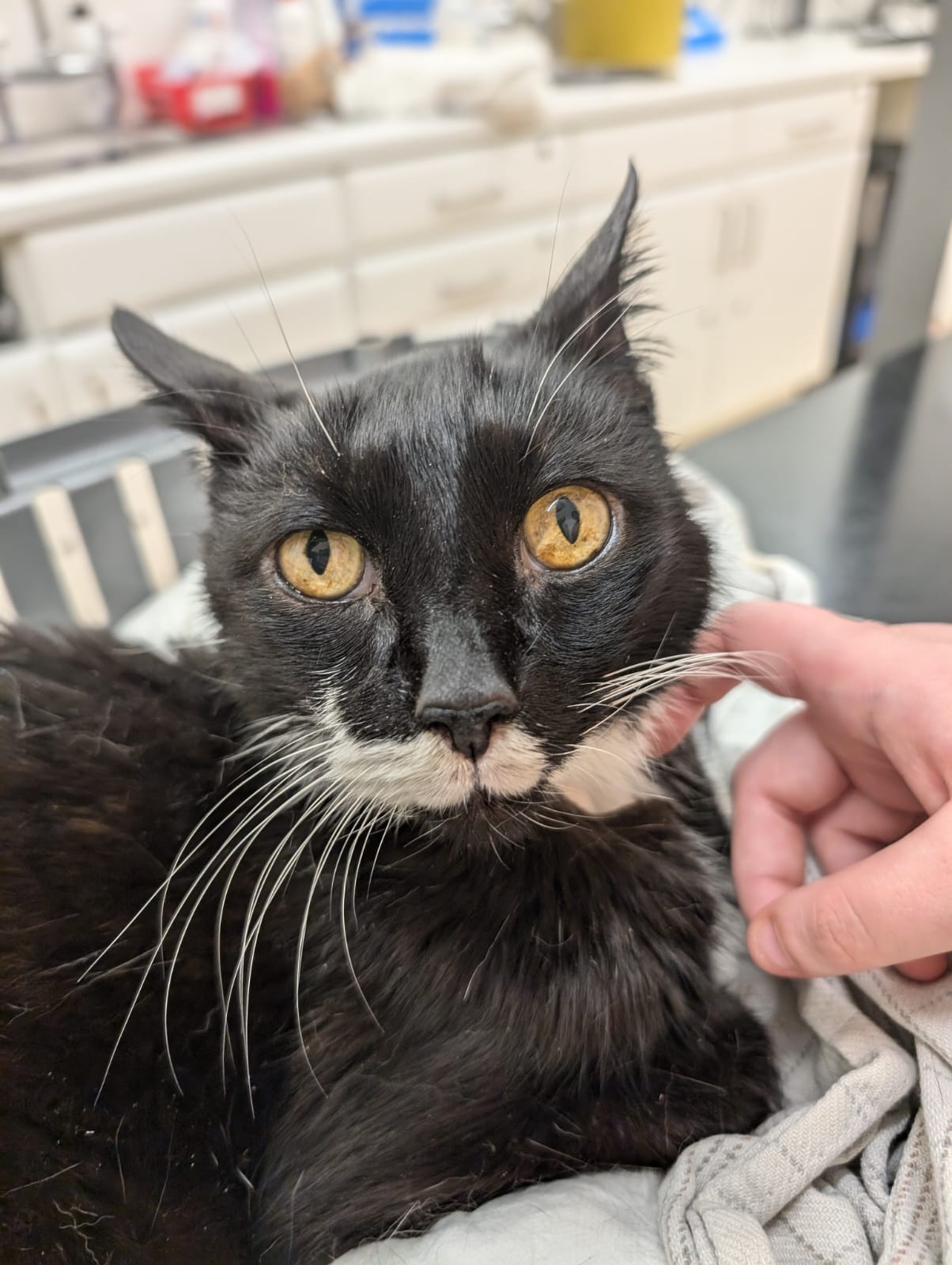 The charming age spots in my elderly cat's eyes.