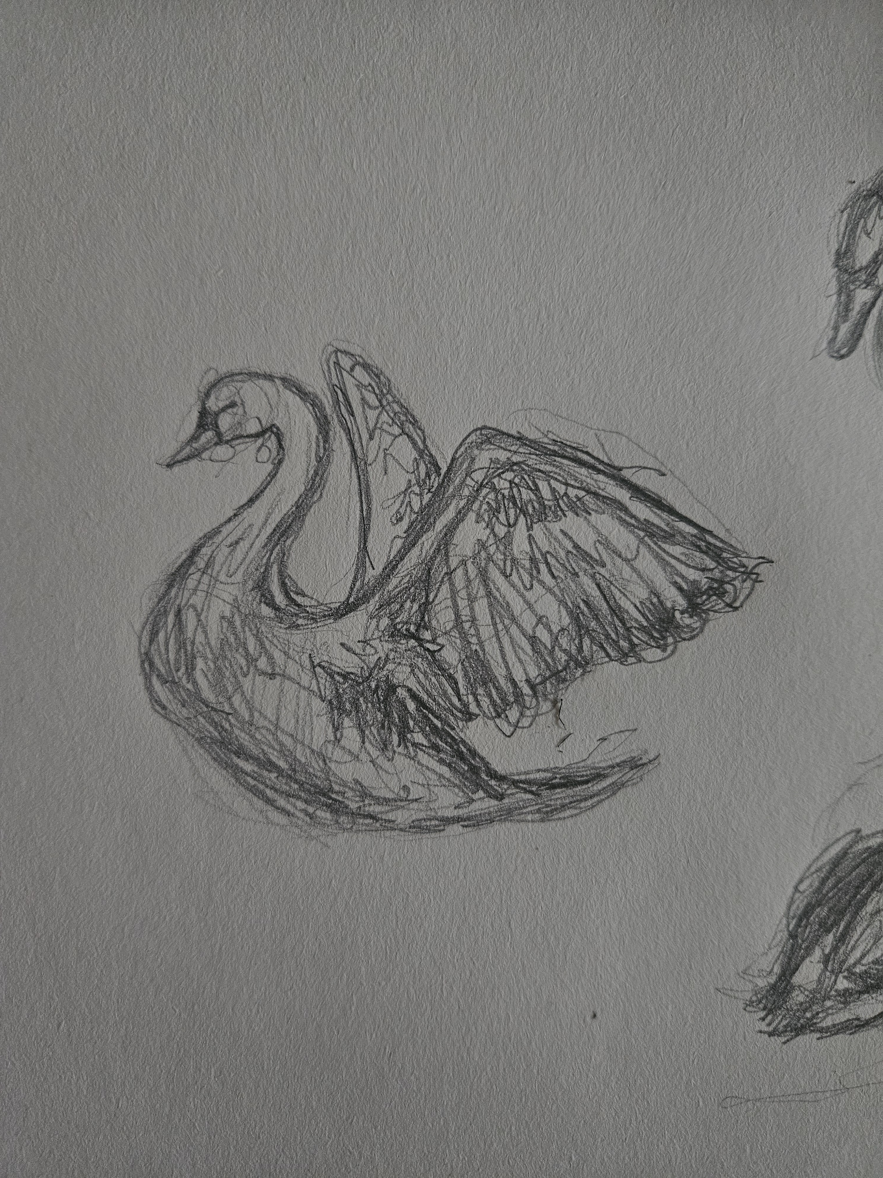 A Swift Sketch of a Graceful Swan