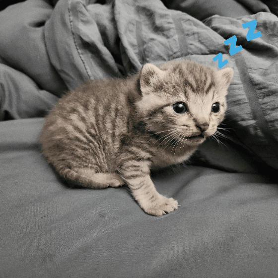 Adorably Sleepy Little Kitty