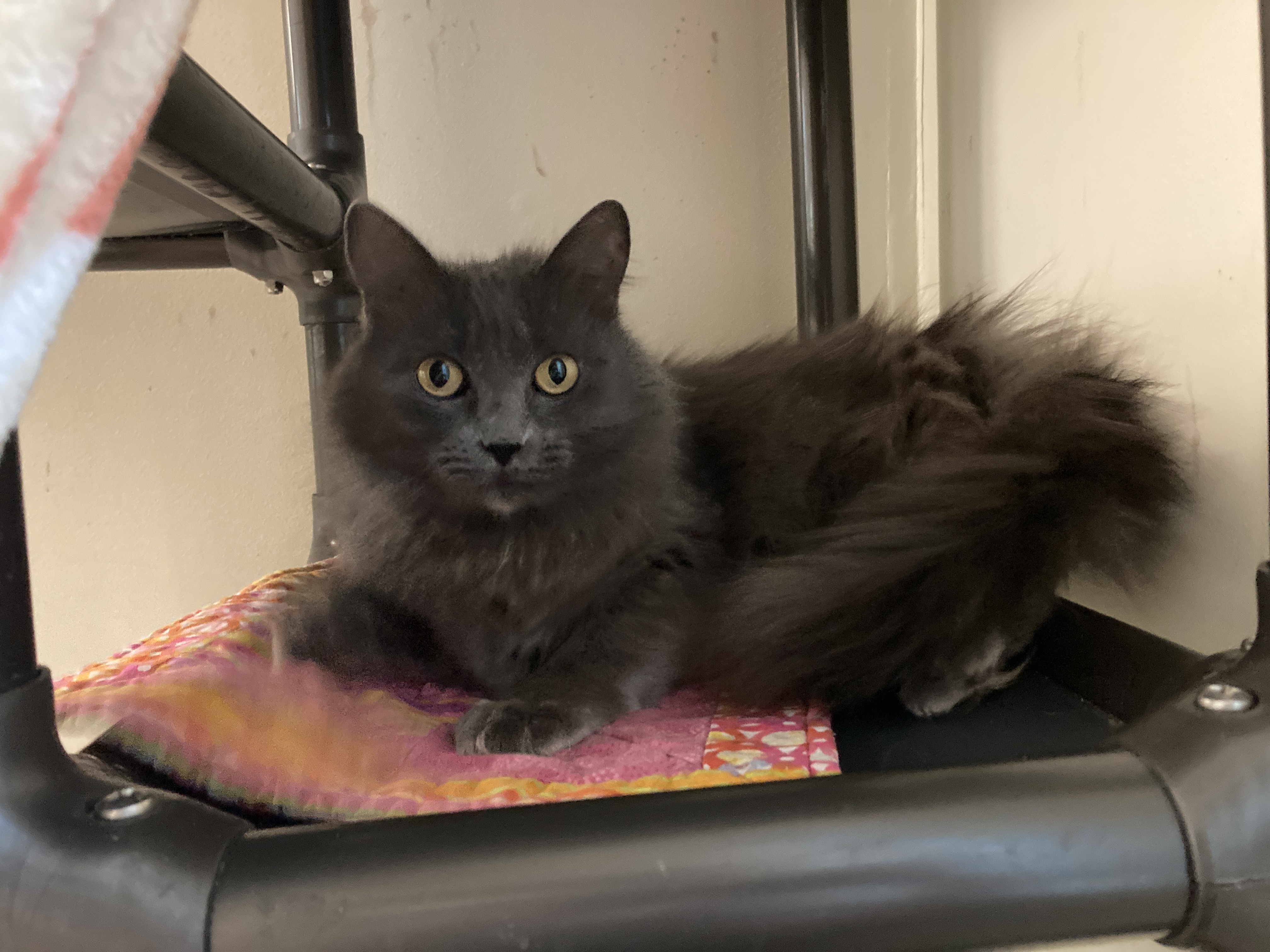 Meet the Cuddly Fuzzy Kitty!