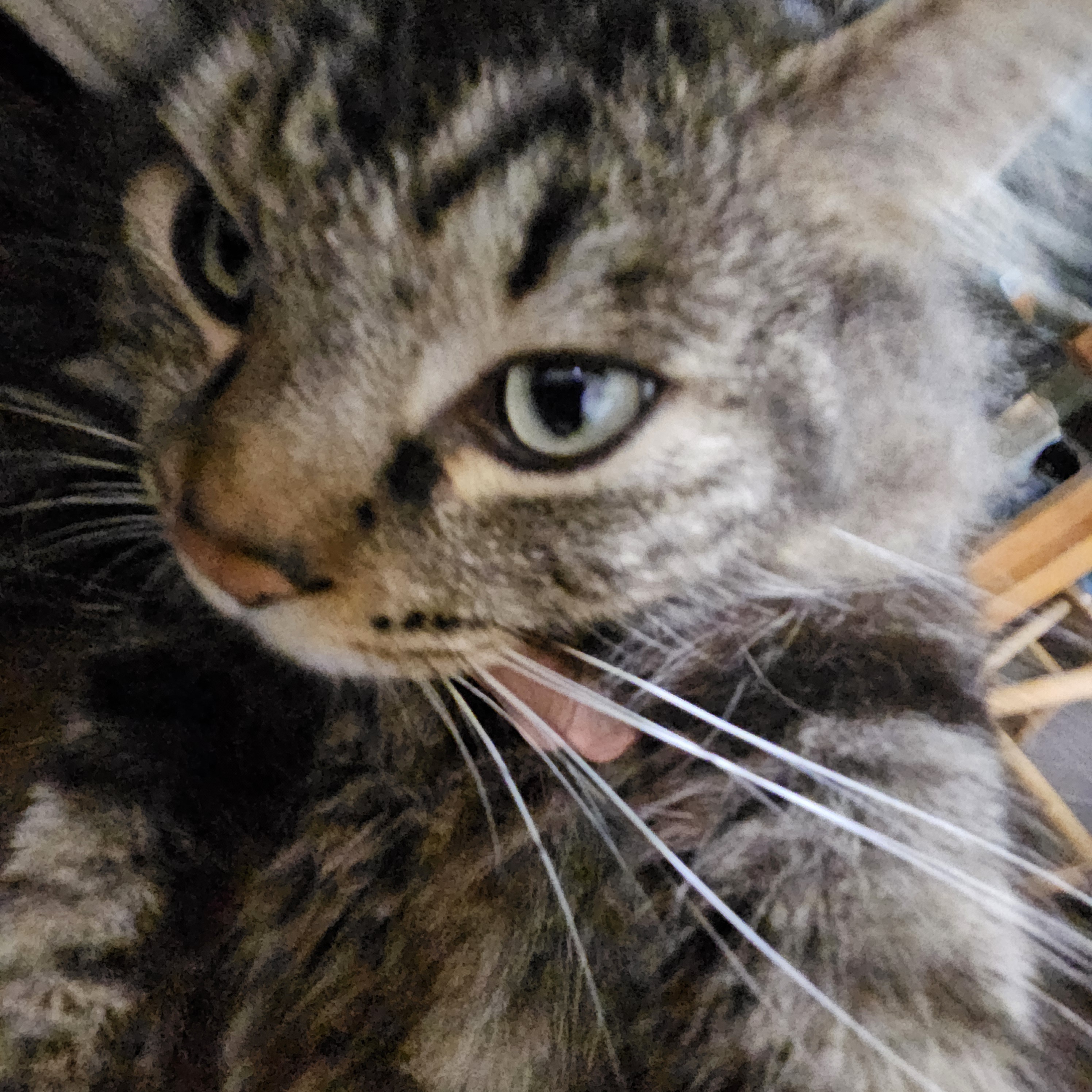 Check out my cat's adorable selfie!