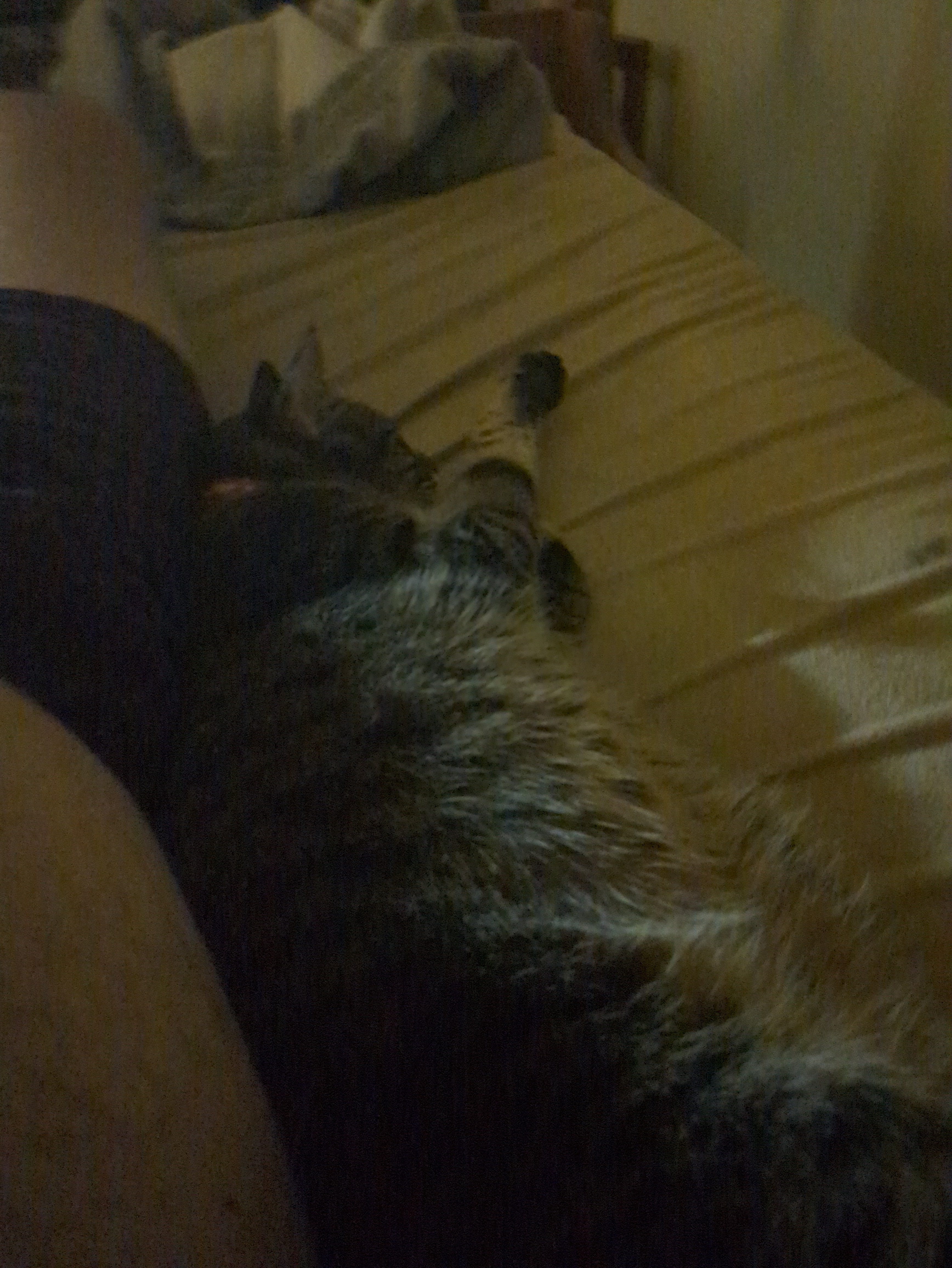 Finally managed to get him off my neck!