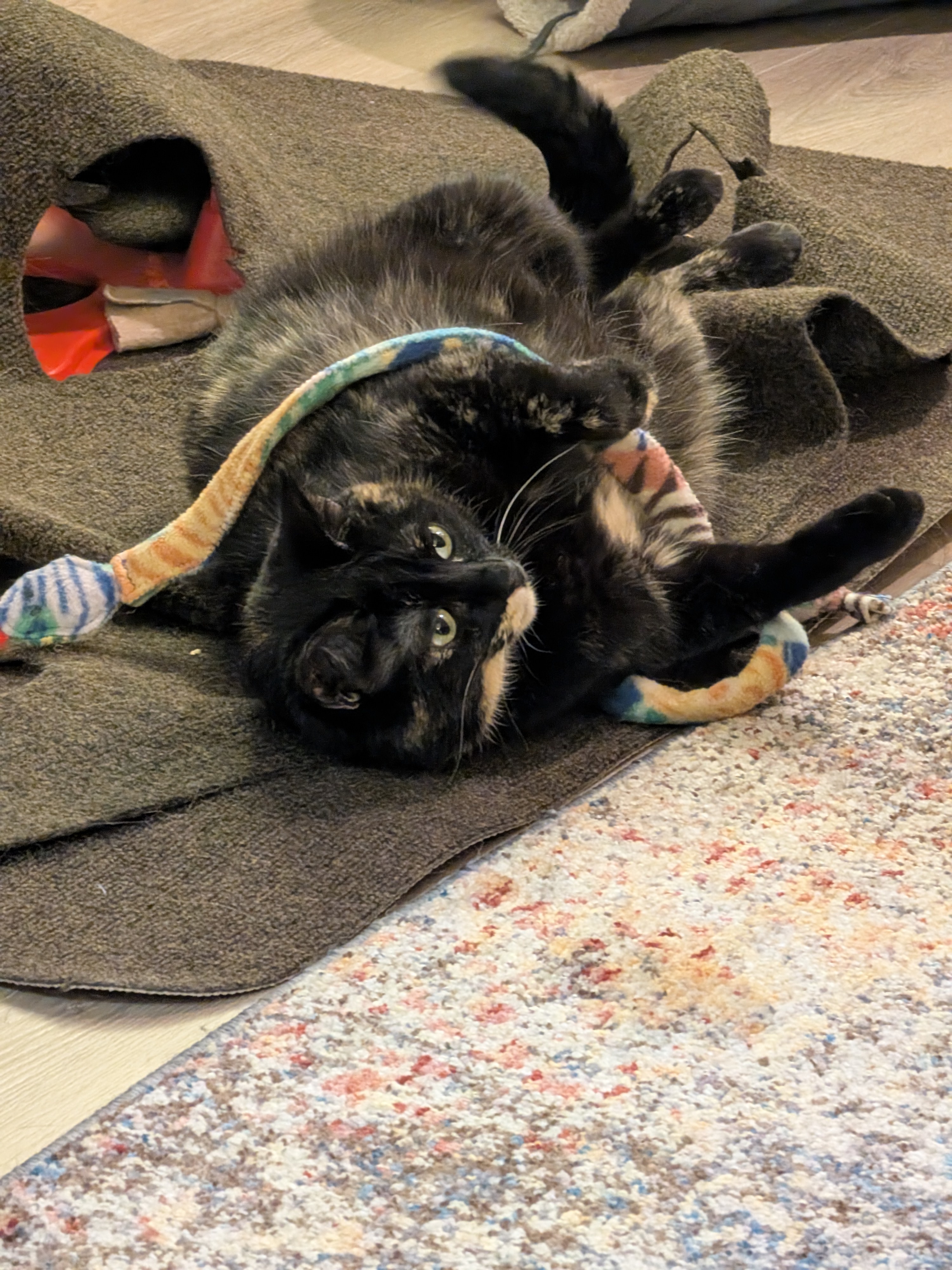 The Epic Showdown: Smudge vs. Cat Toy
