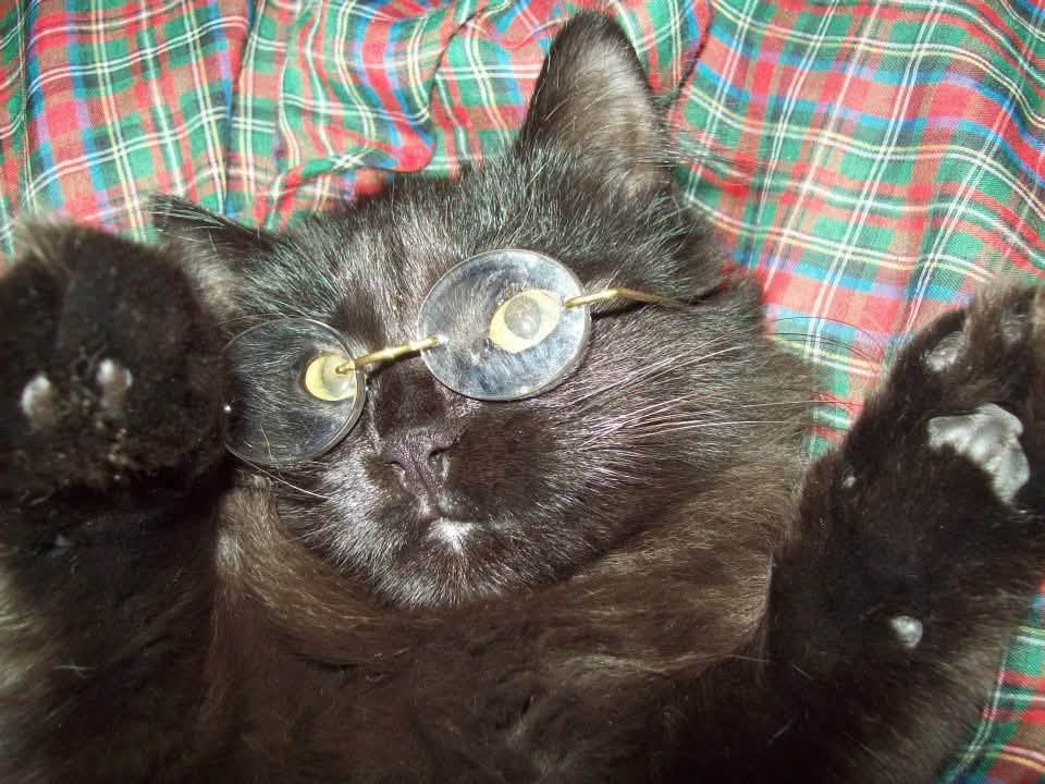 Adorable Felines Rocking Stylish Glasses