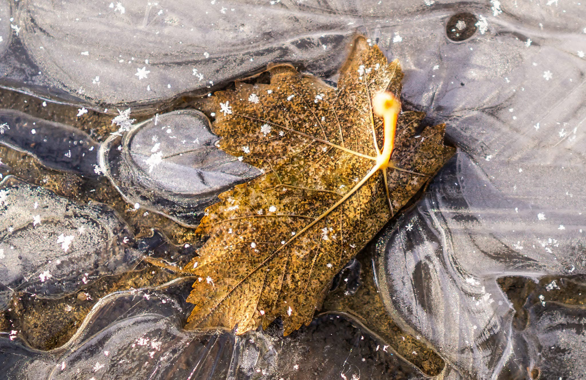 A Beautifully Frozen Leaf