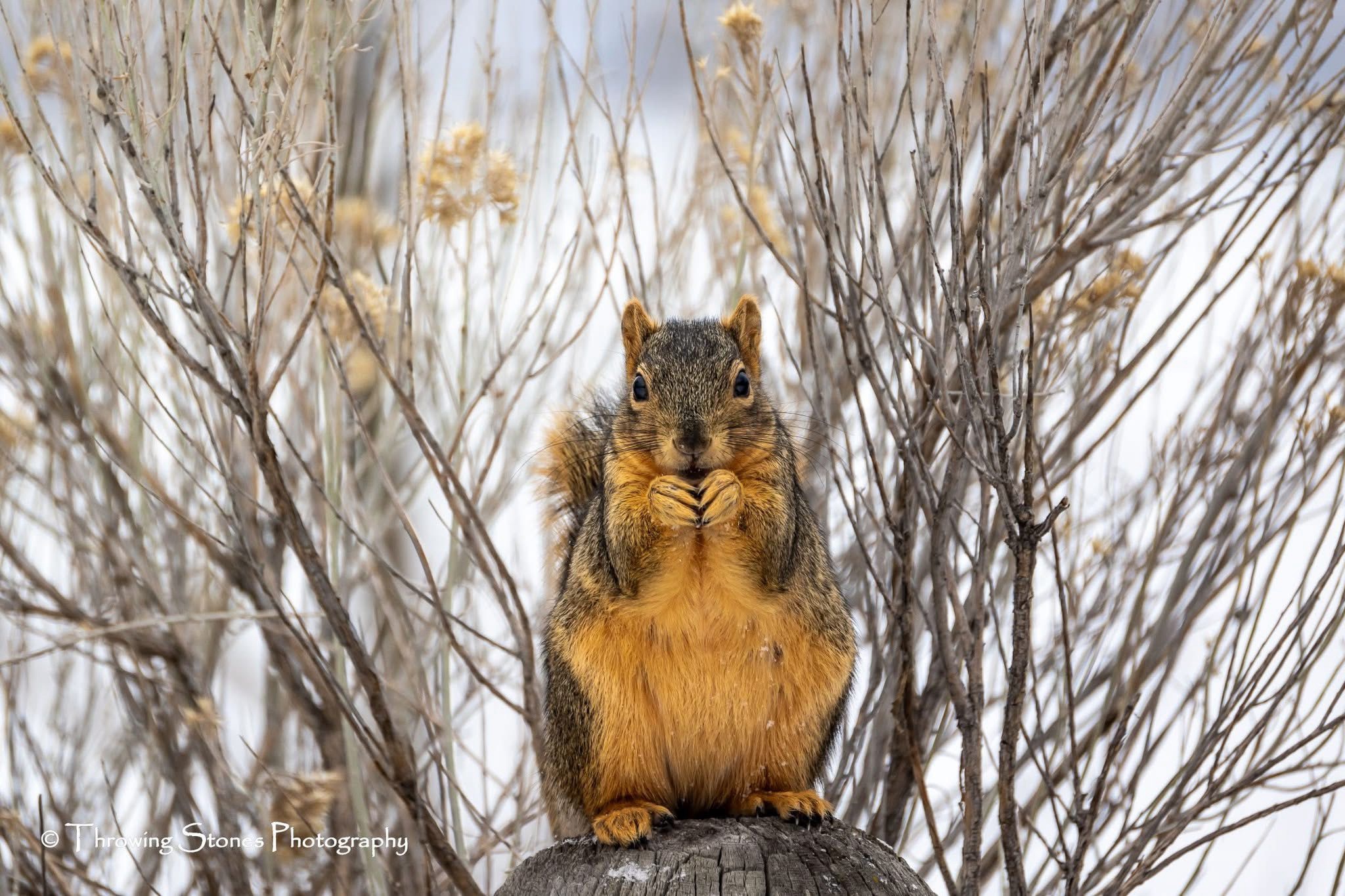 Just a squirrel doing squirrel things