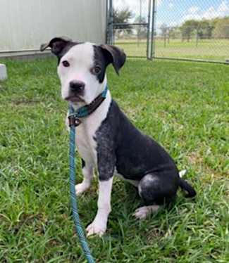 Exciting News: We Welcomed a New Member to Our Family Today!