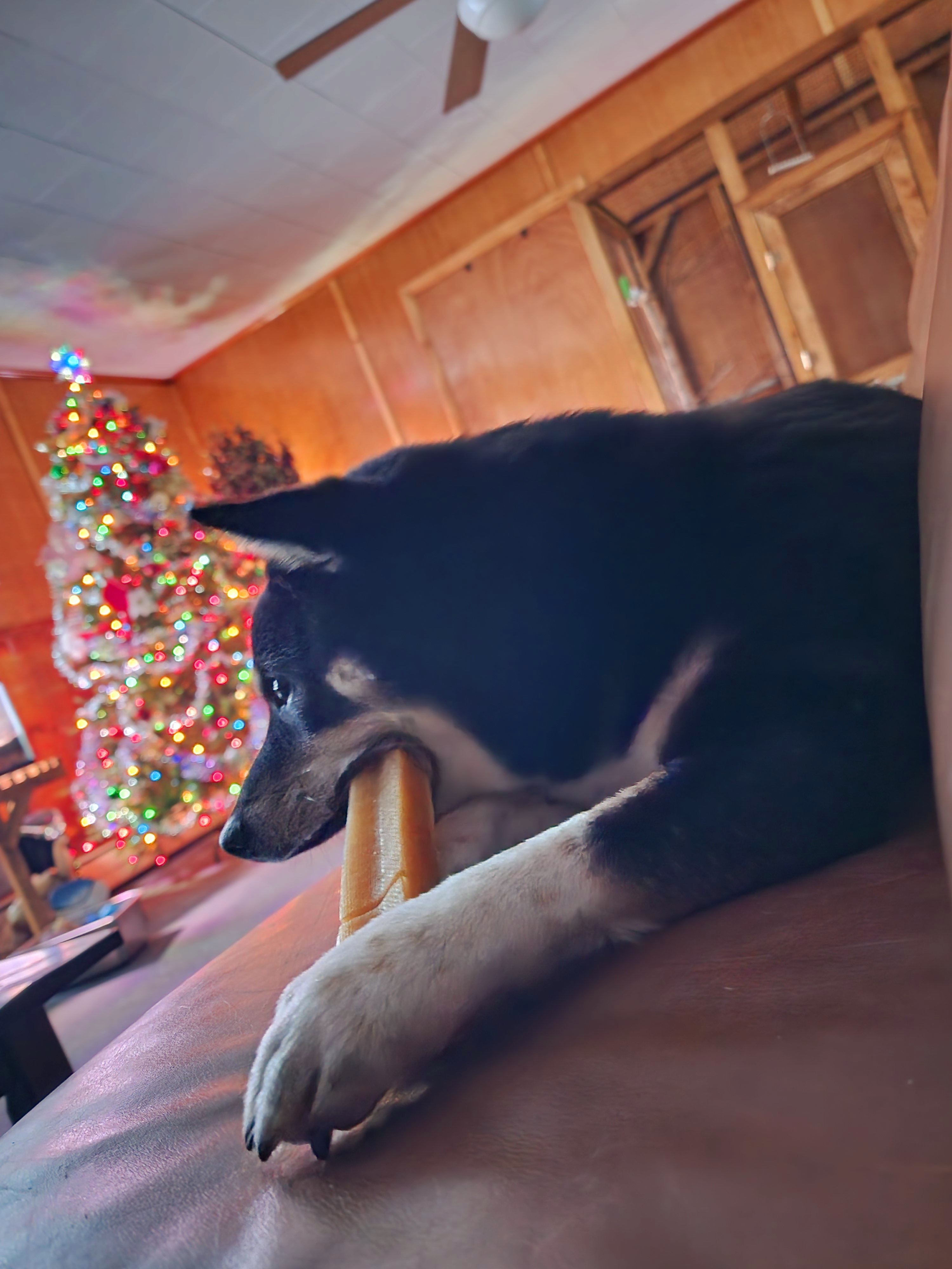 Celebrating the festive season with doggos and their Yak Cheese Bones