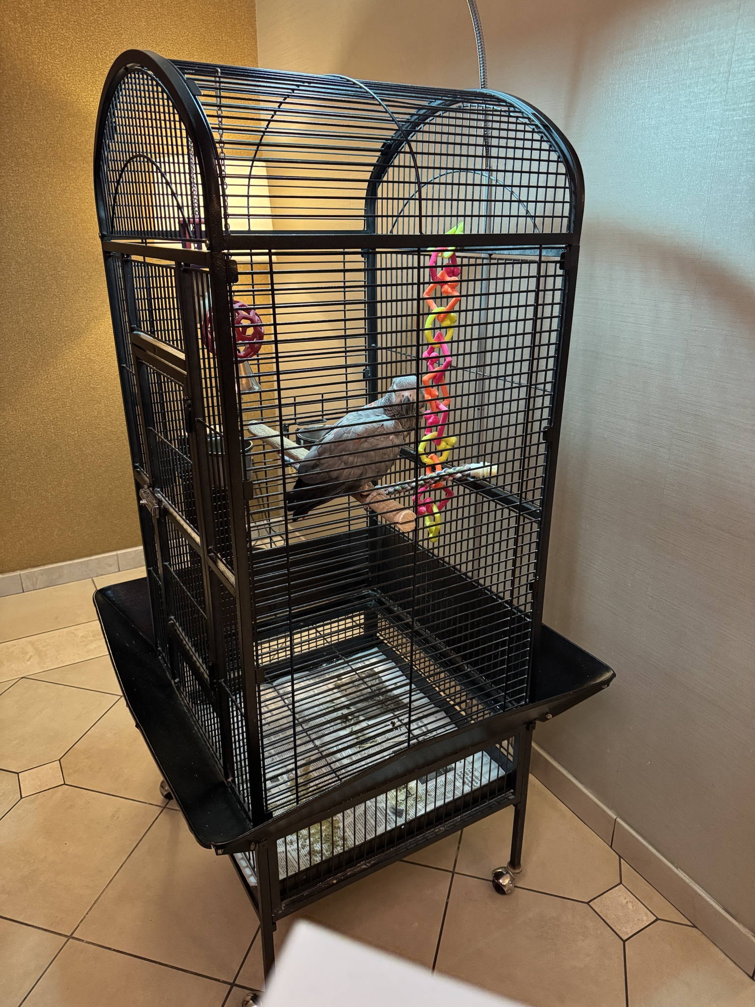 Meet Simba: The Female African Grey Parrot Extraordinaire