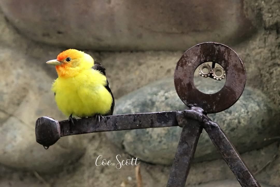 The Vibrant Western Tanager in All Its Glory