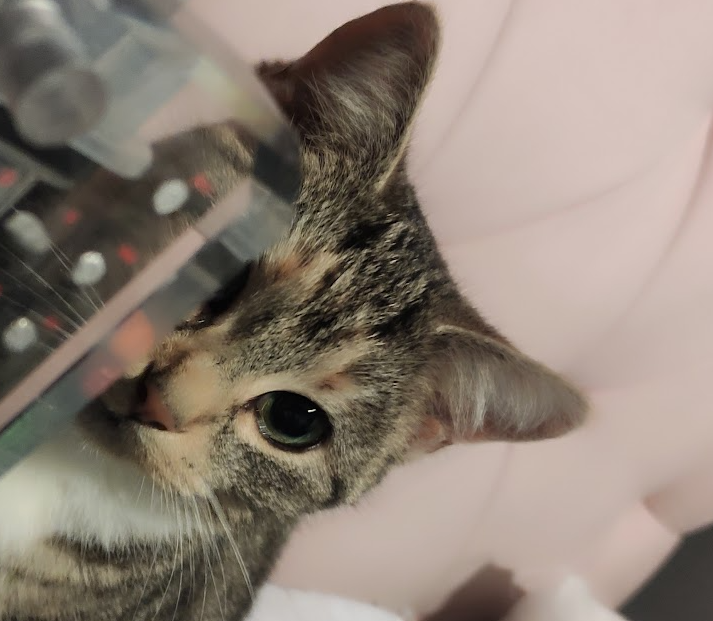 The Shrimp Saga Continues