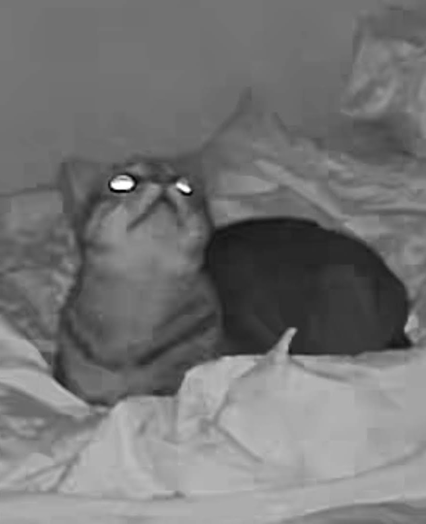 Just Your Average Cat: The Feline Chronicles