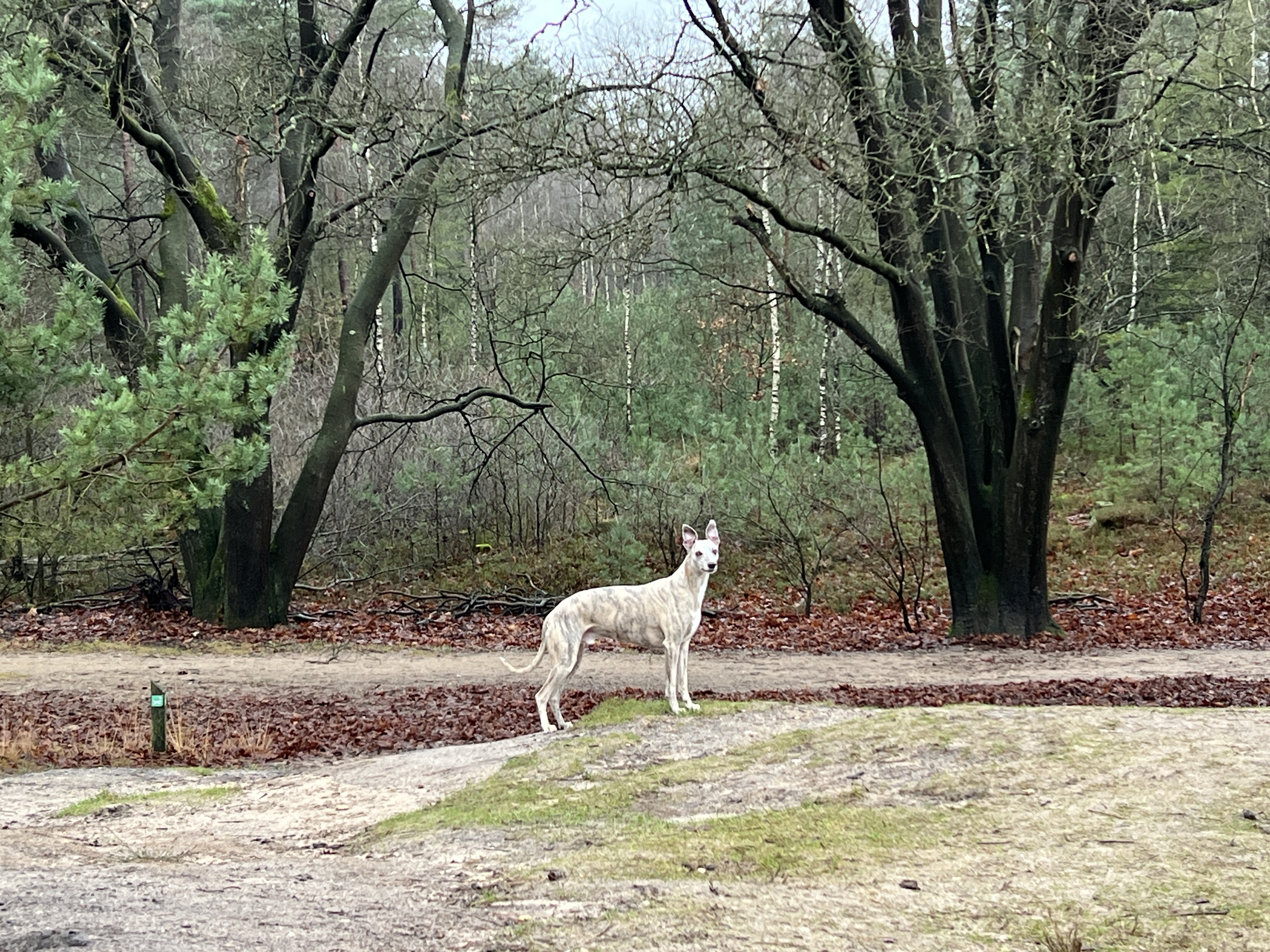 A snapshot of Morris enjoying our morning stroll together