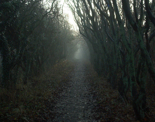 Wandering Through the Serenity of the Woods
