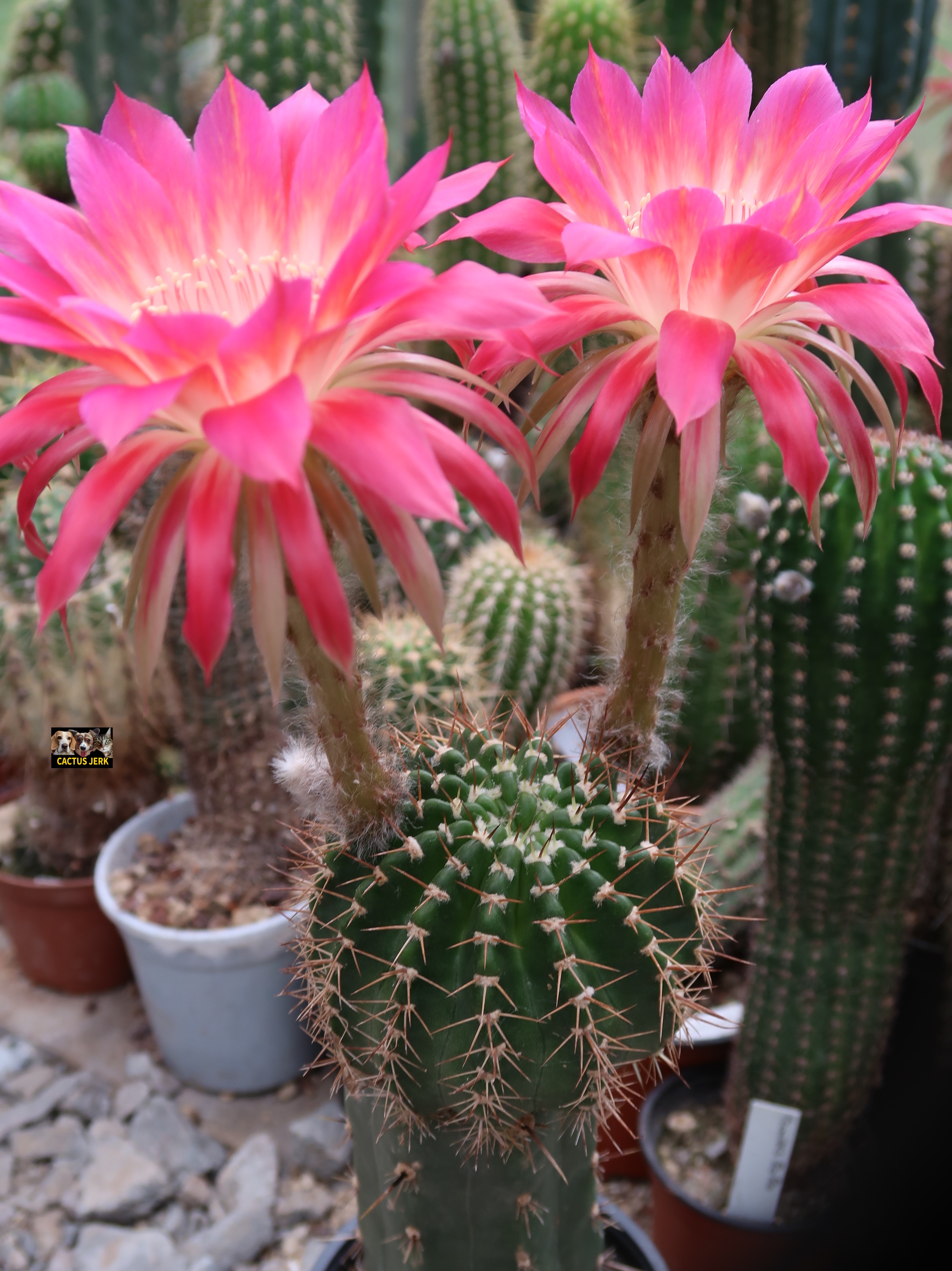 Cactus of the Day: A spiky delight!