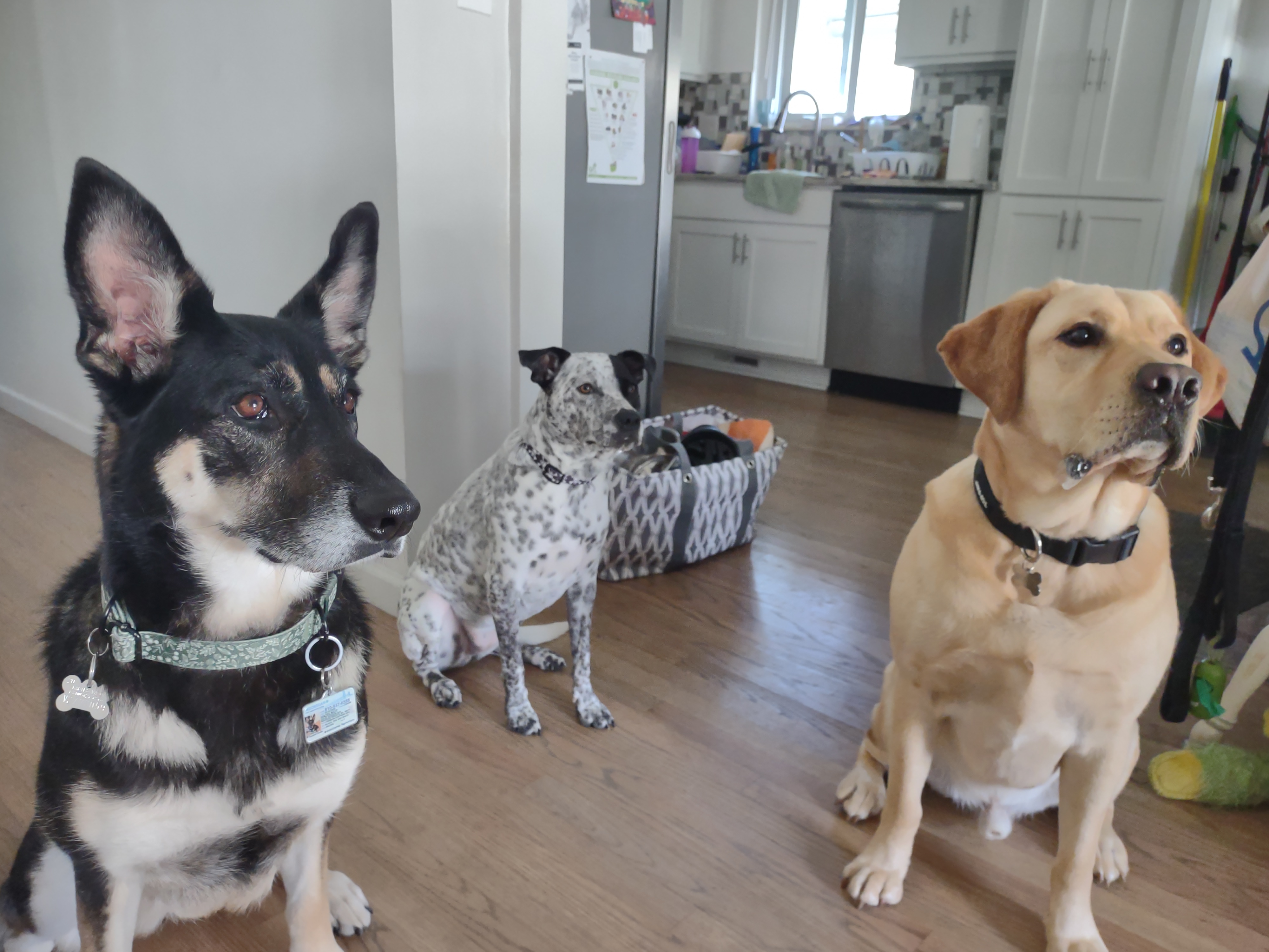 In These Challenging Times, Here Are Some Adorable Dogs to Brighten Your Day